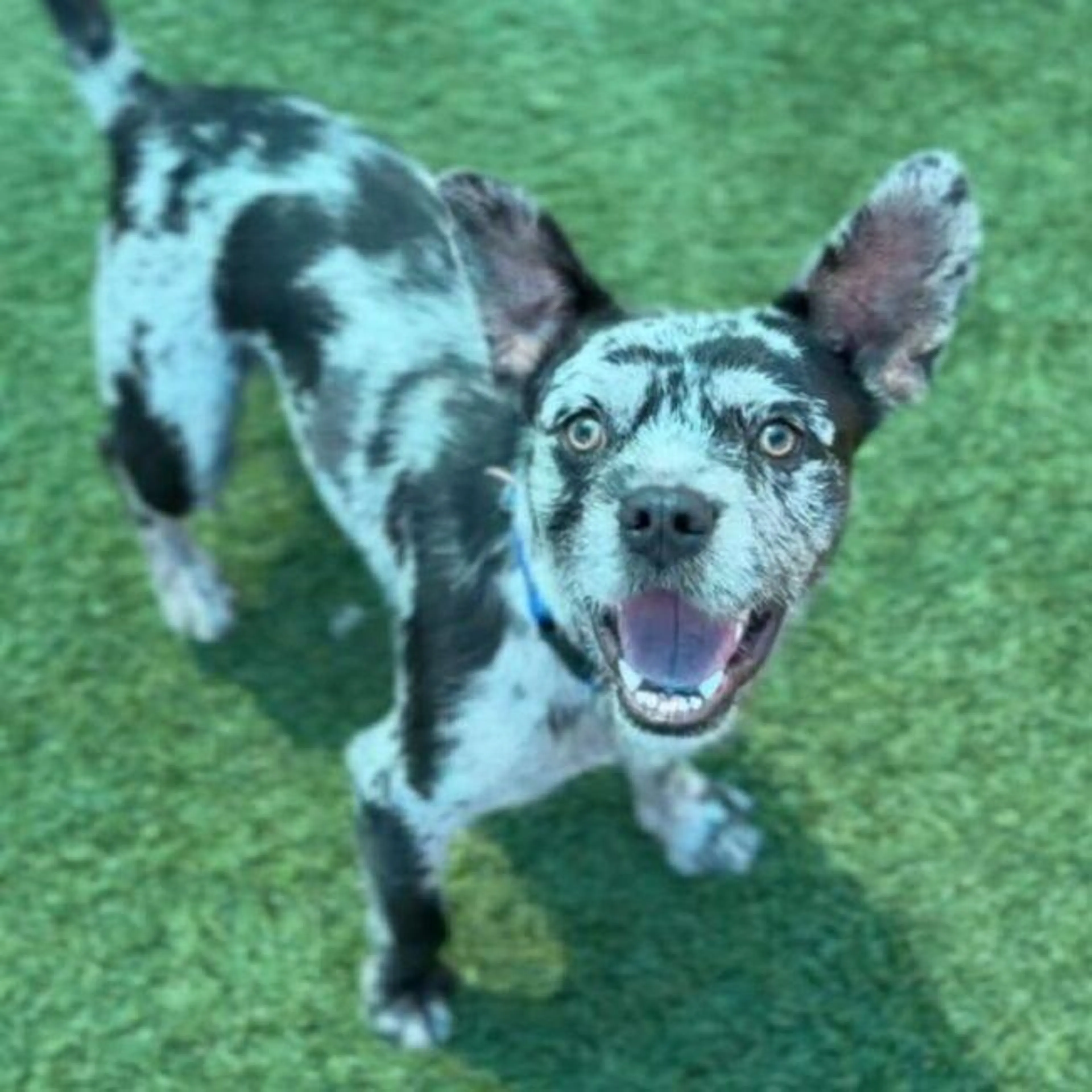 Found pet