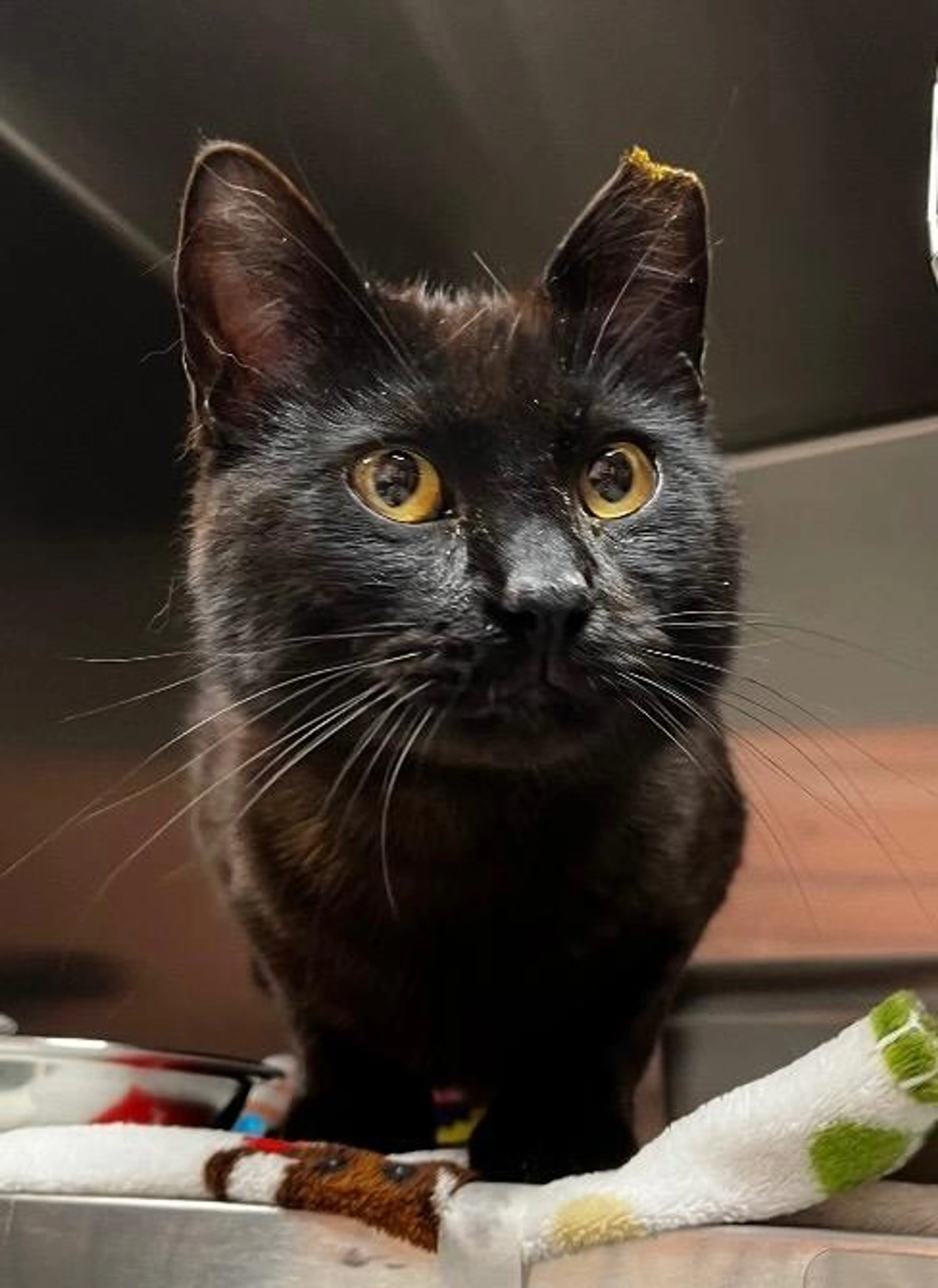 Found pet