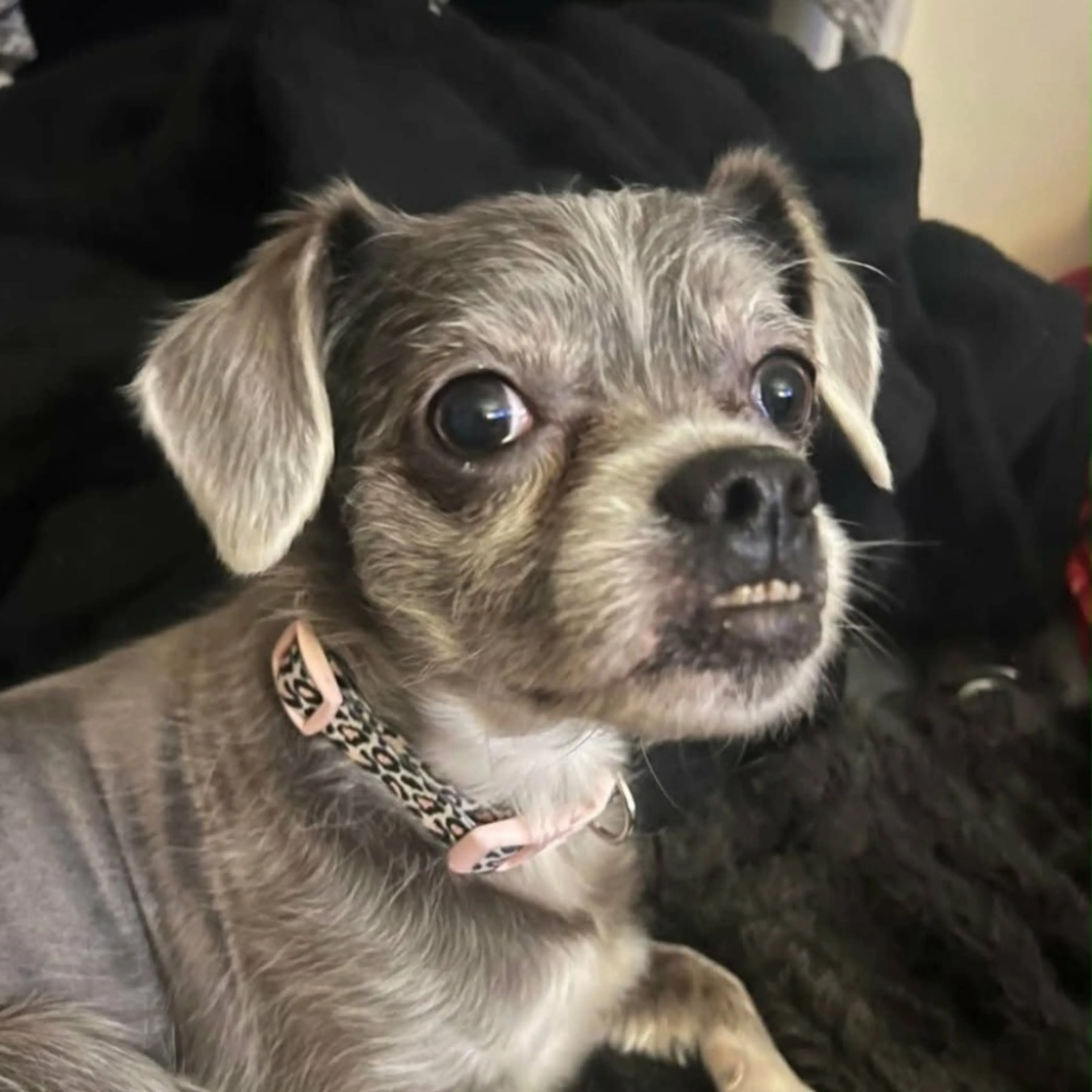 Lost pet