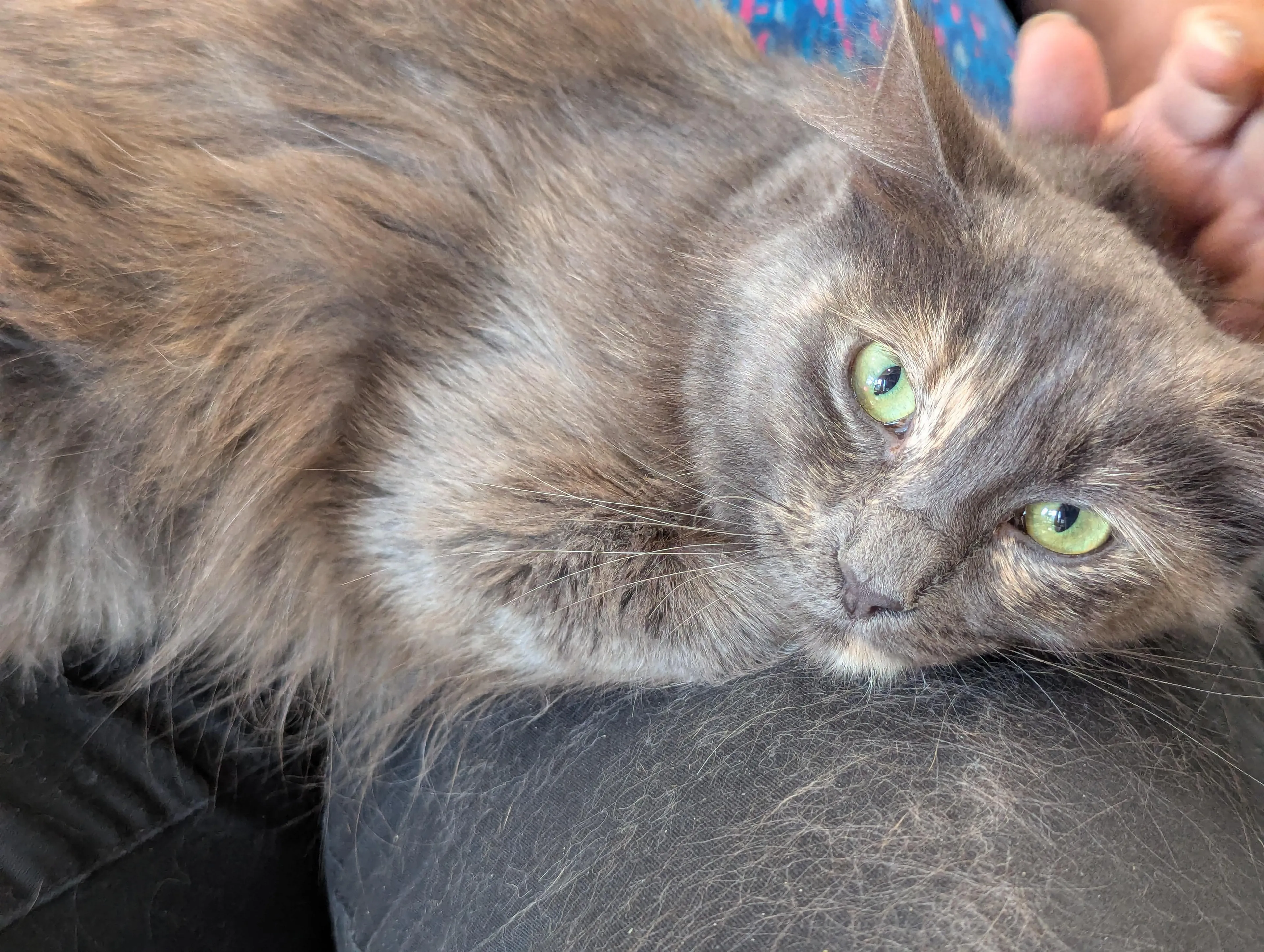 Found pet-1