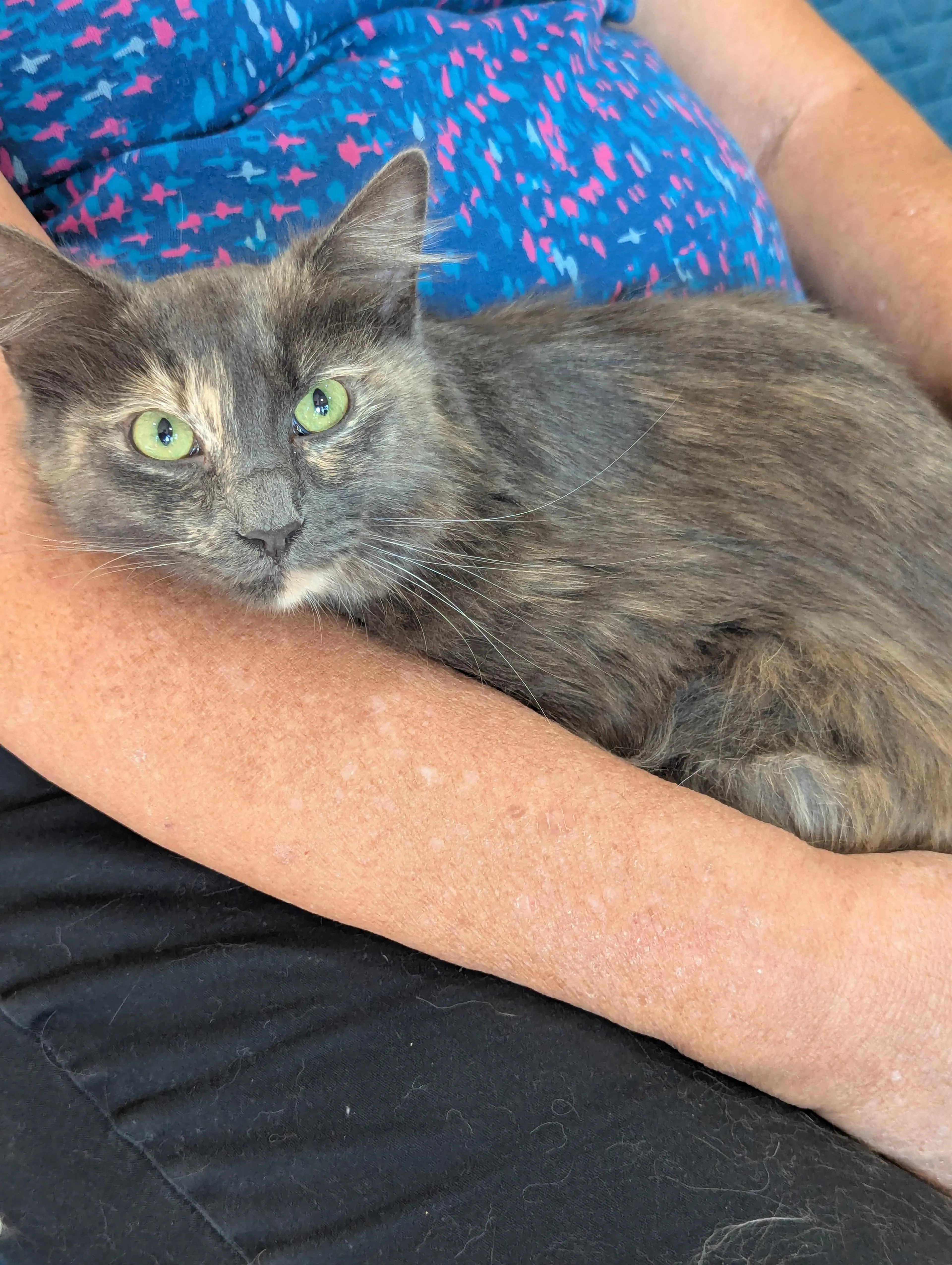 Found pet-2