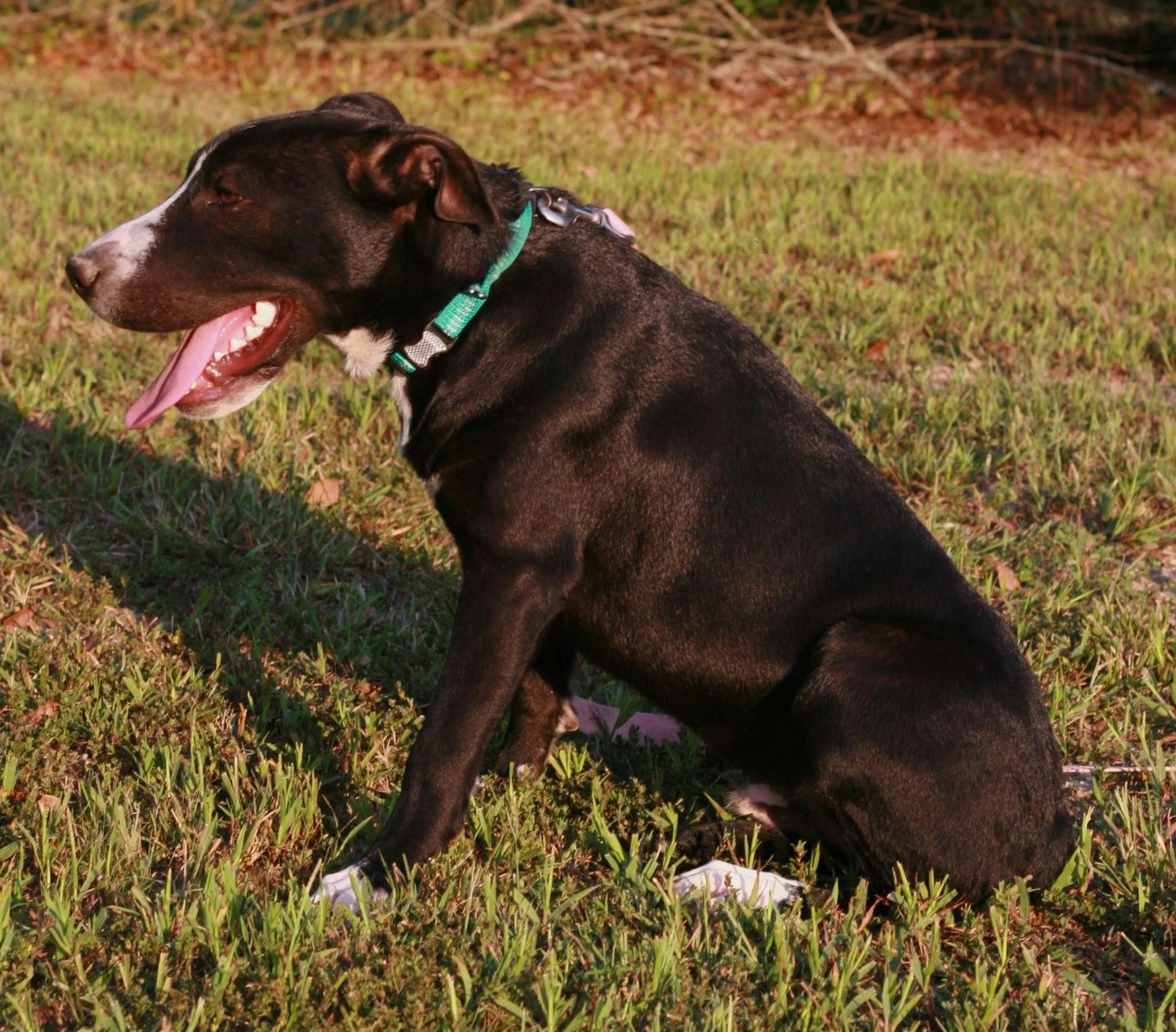 Found pet-2
