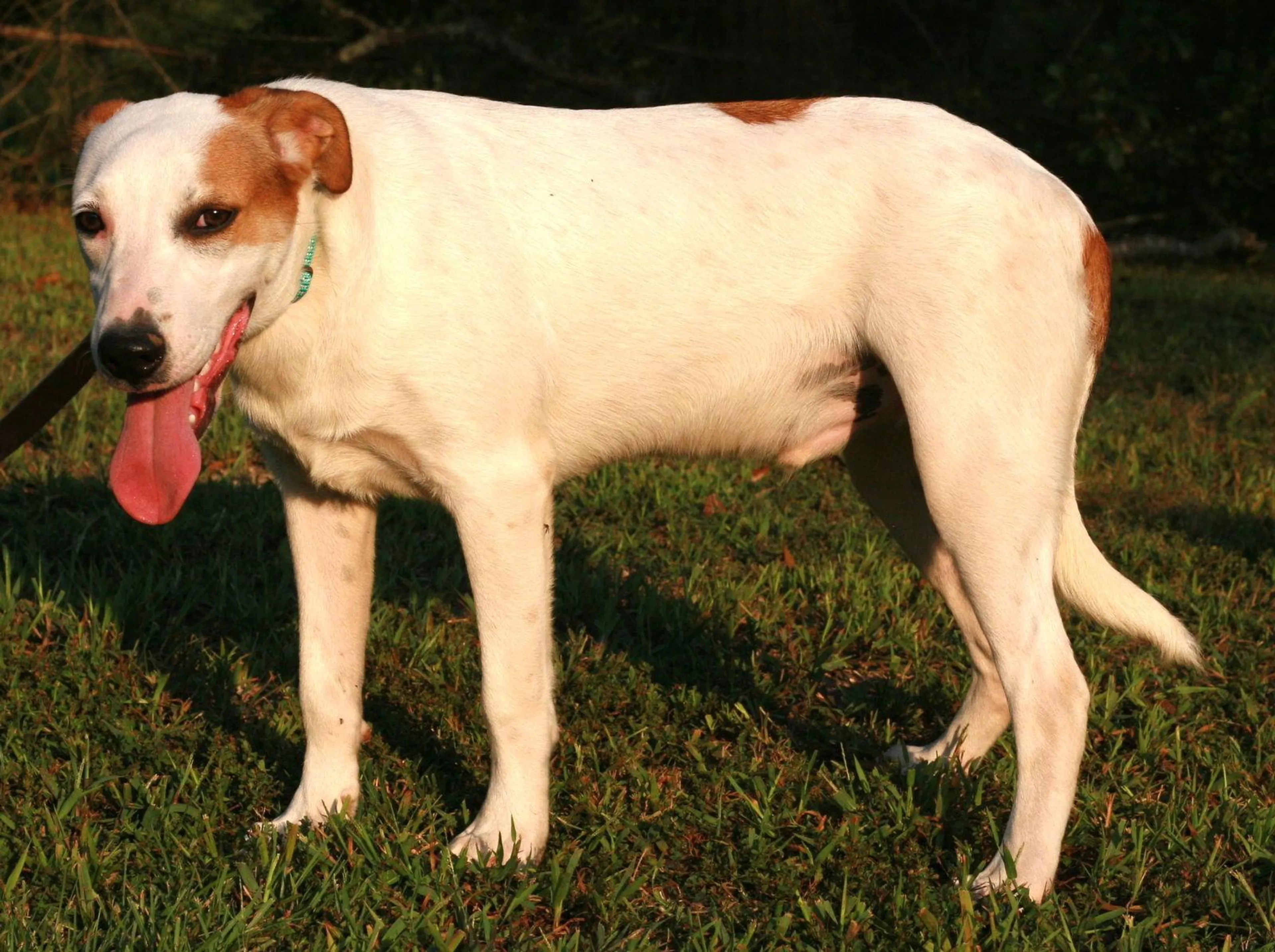 Found pet-1