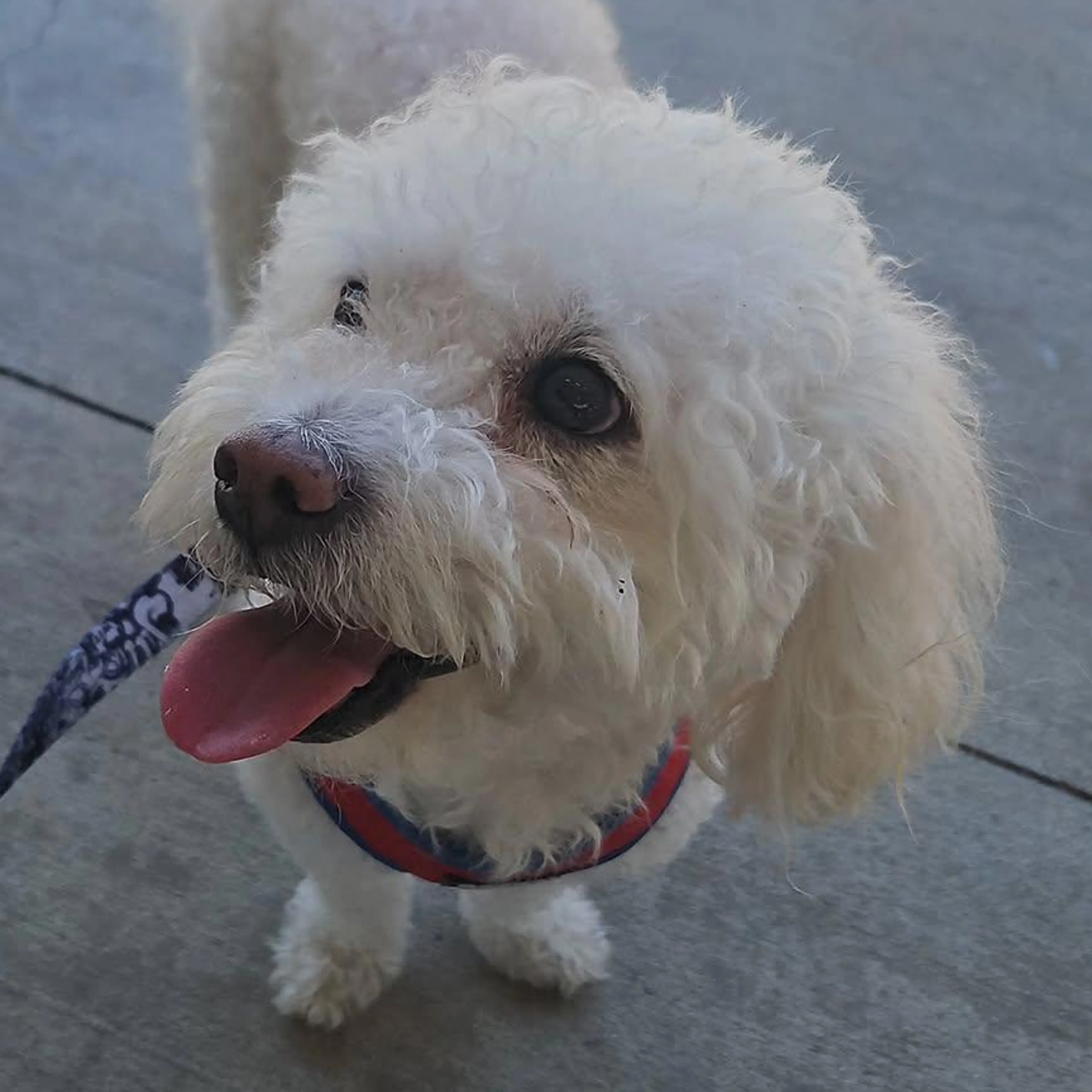 Lost pet-2