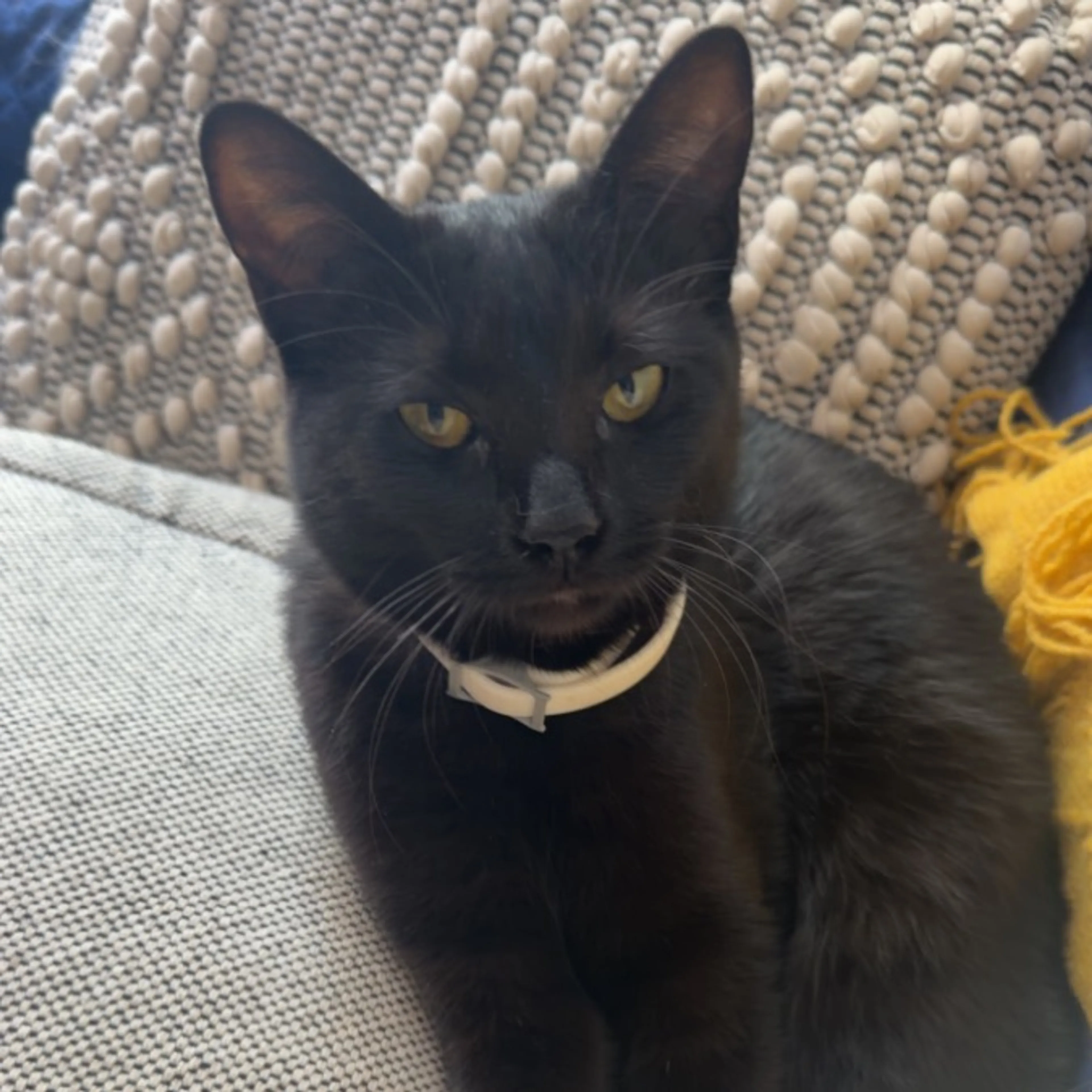 Found pet