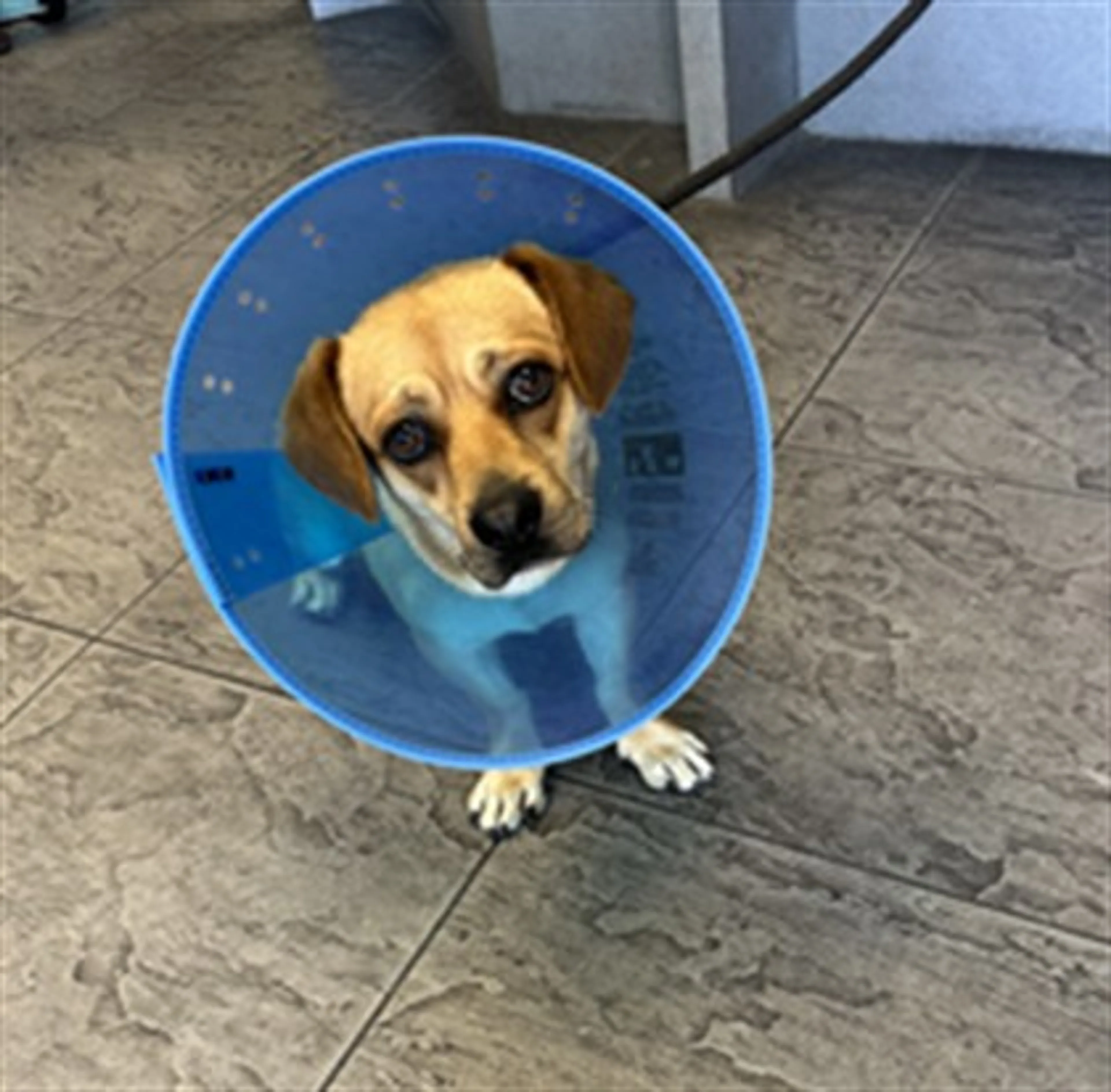 Found pet