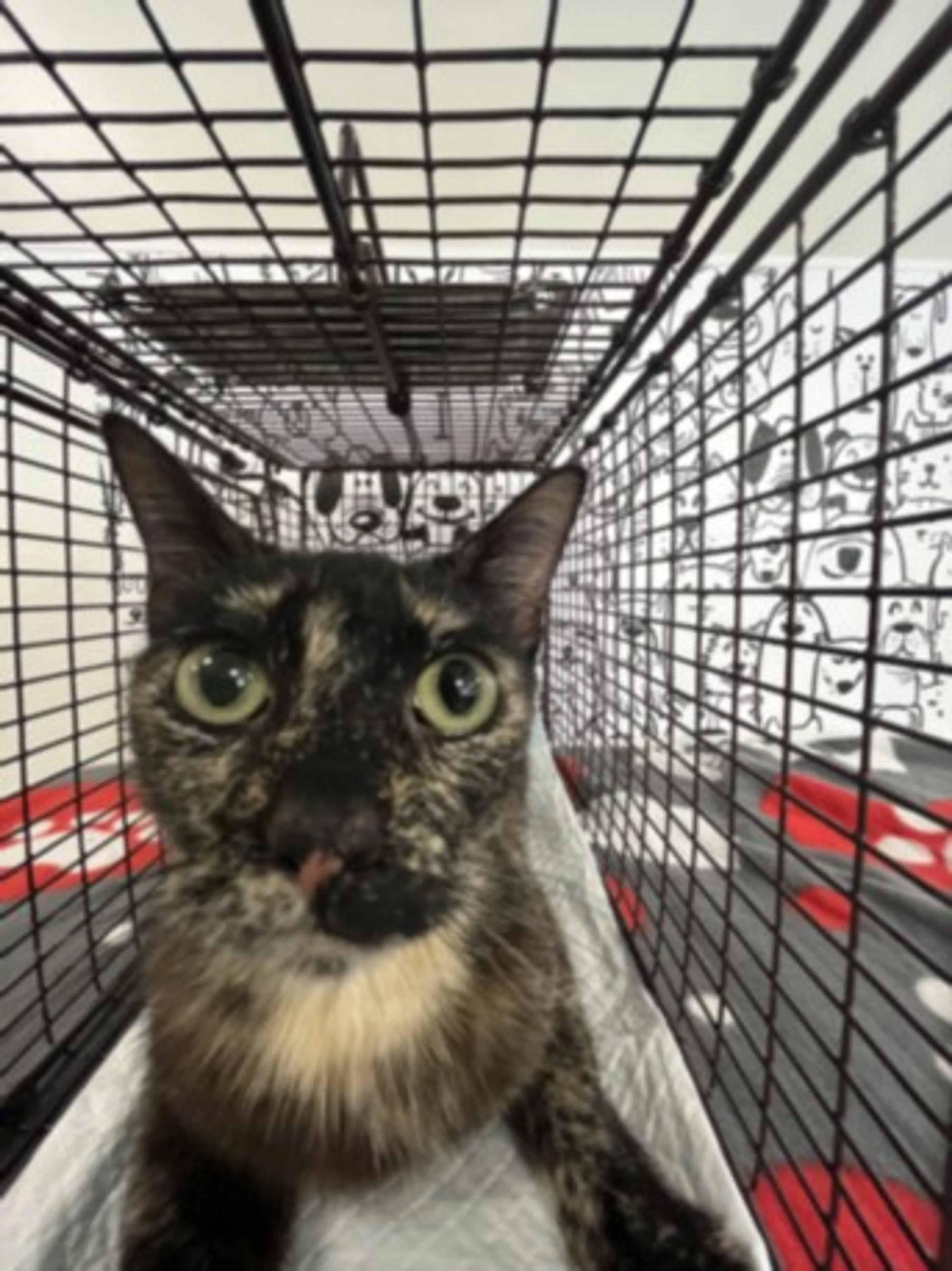 Found pet