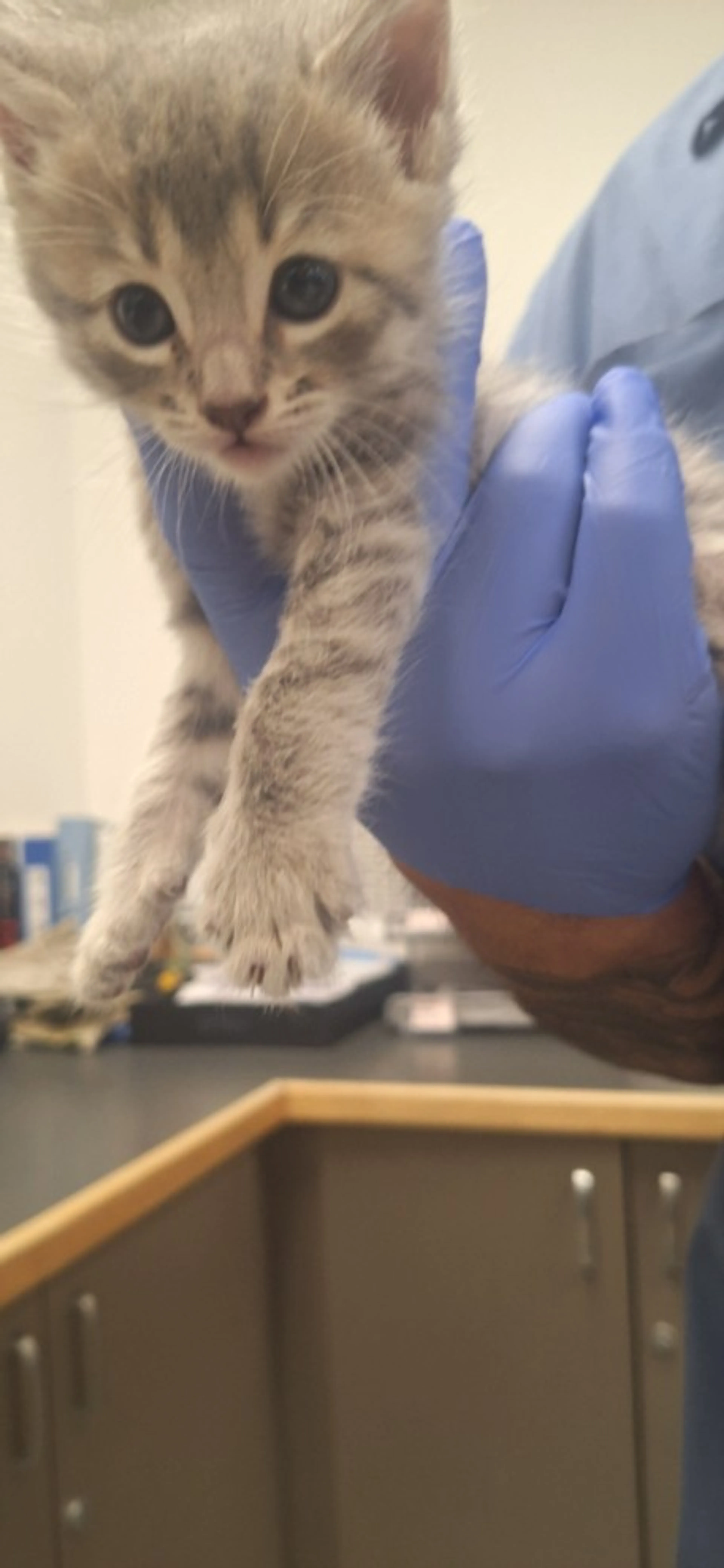 Found pet