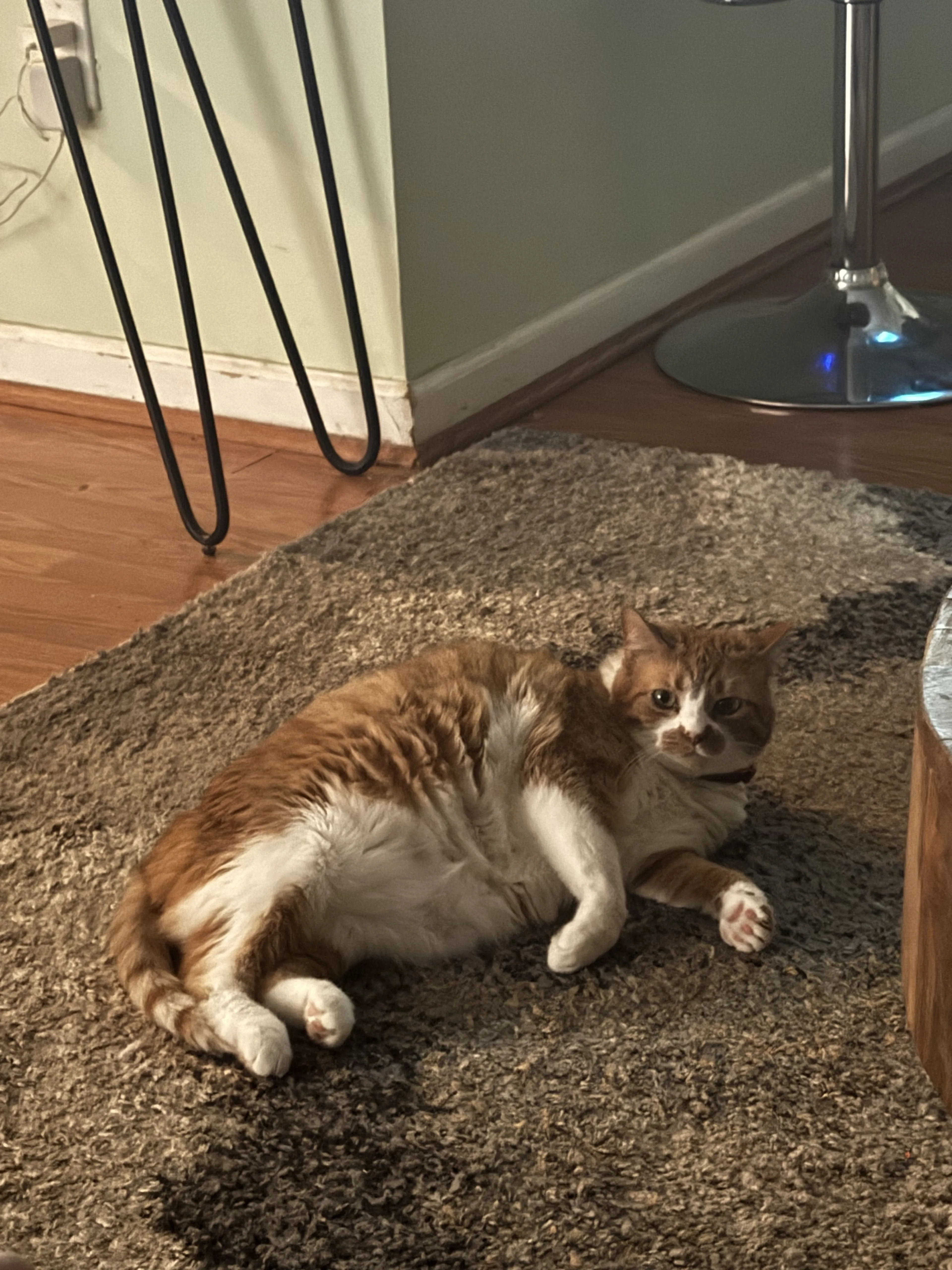 Lost pet
