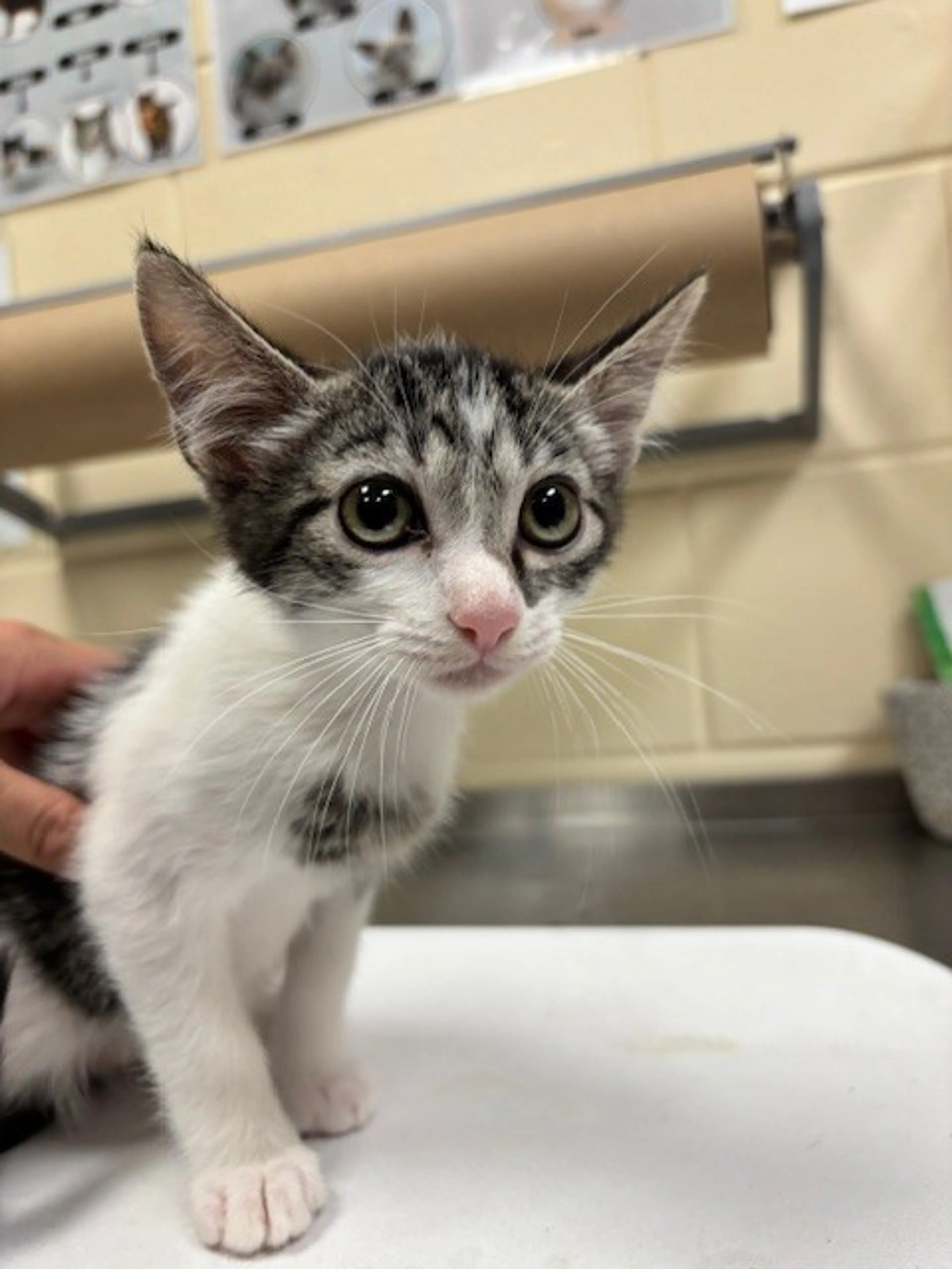Found pet