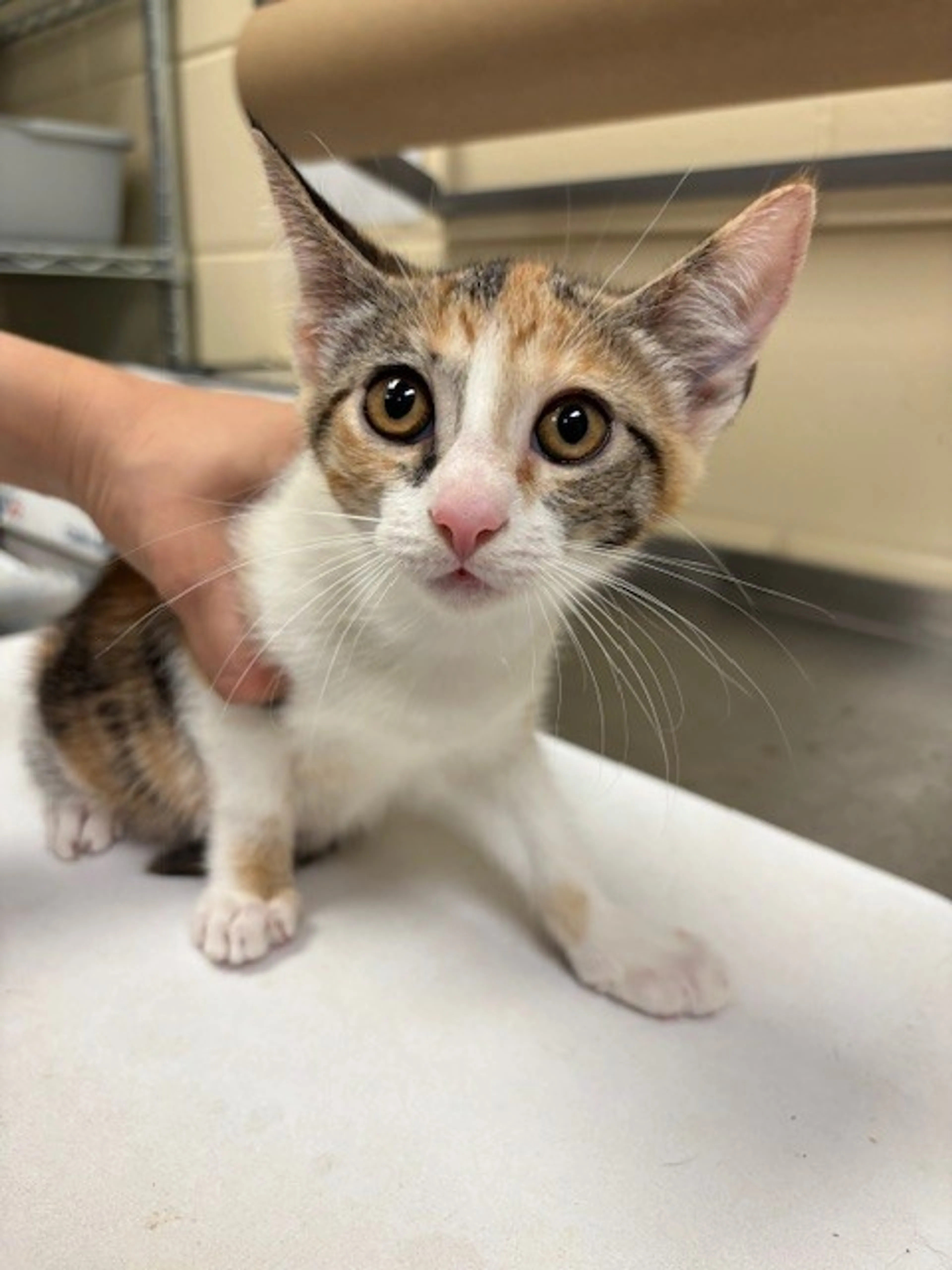 Found pet