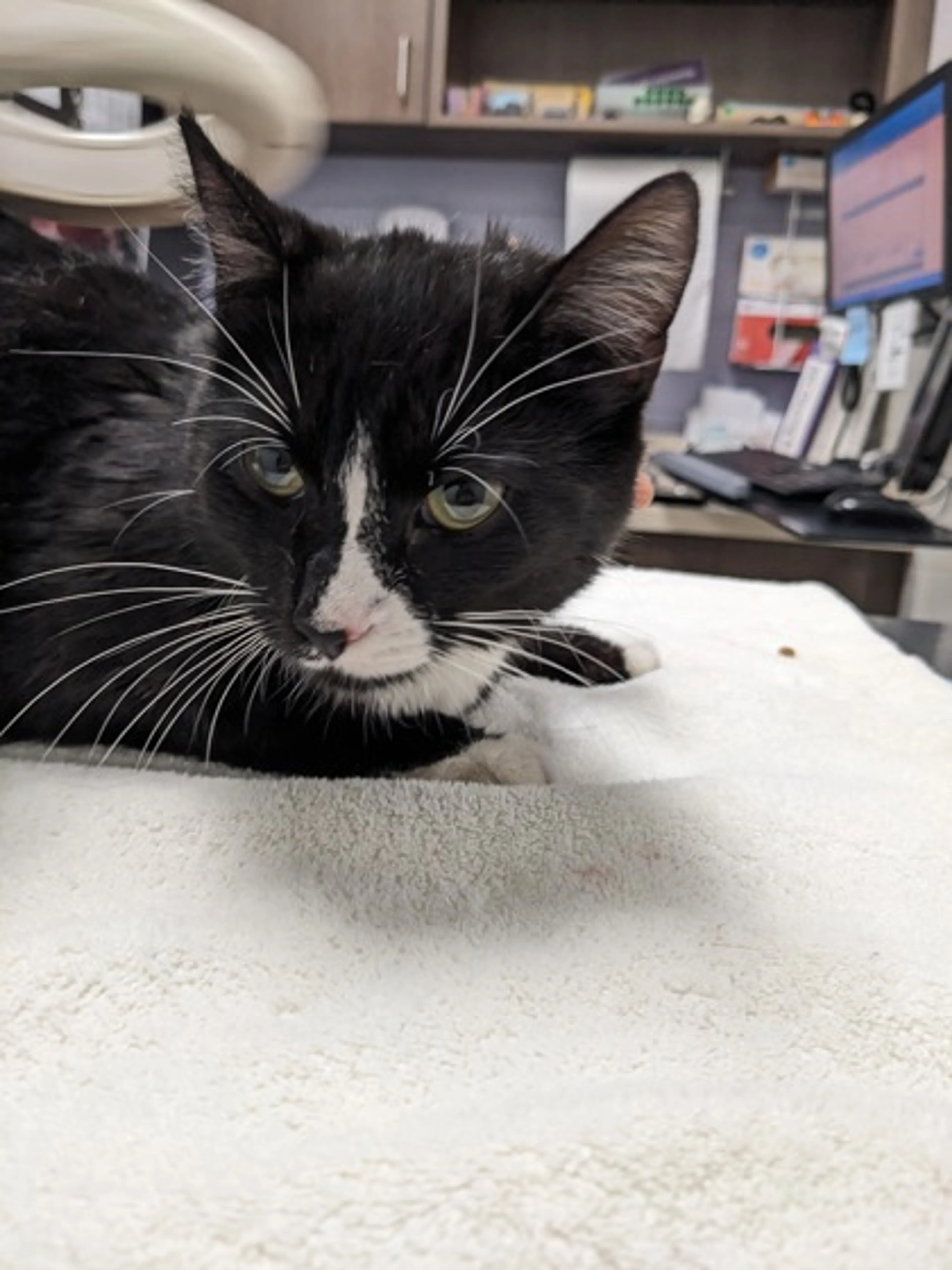 Found pet