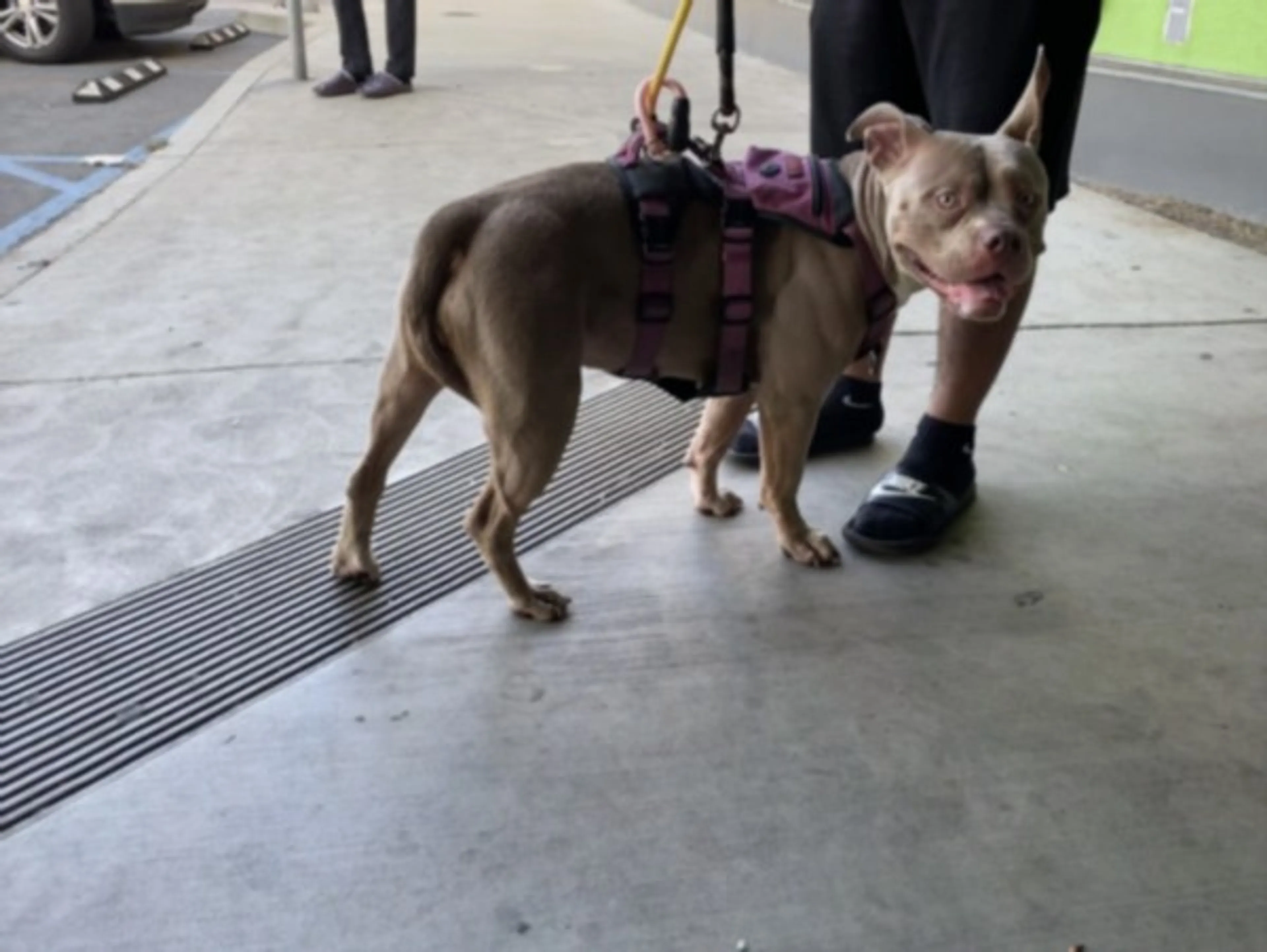 Found pet