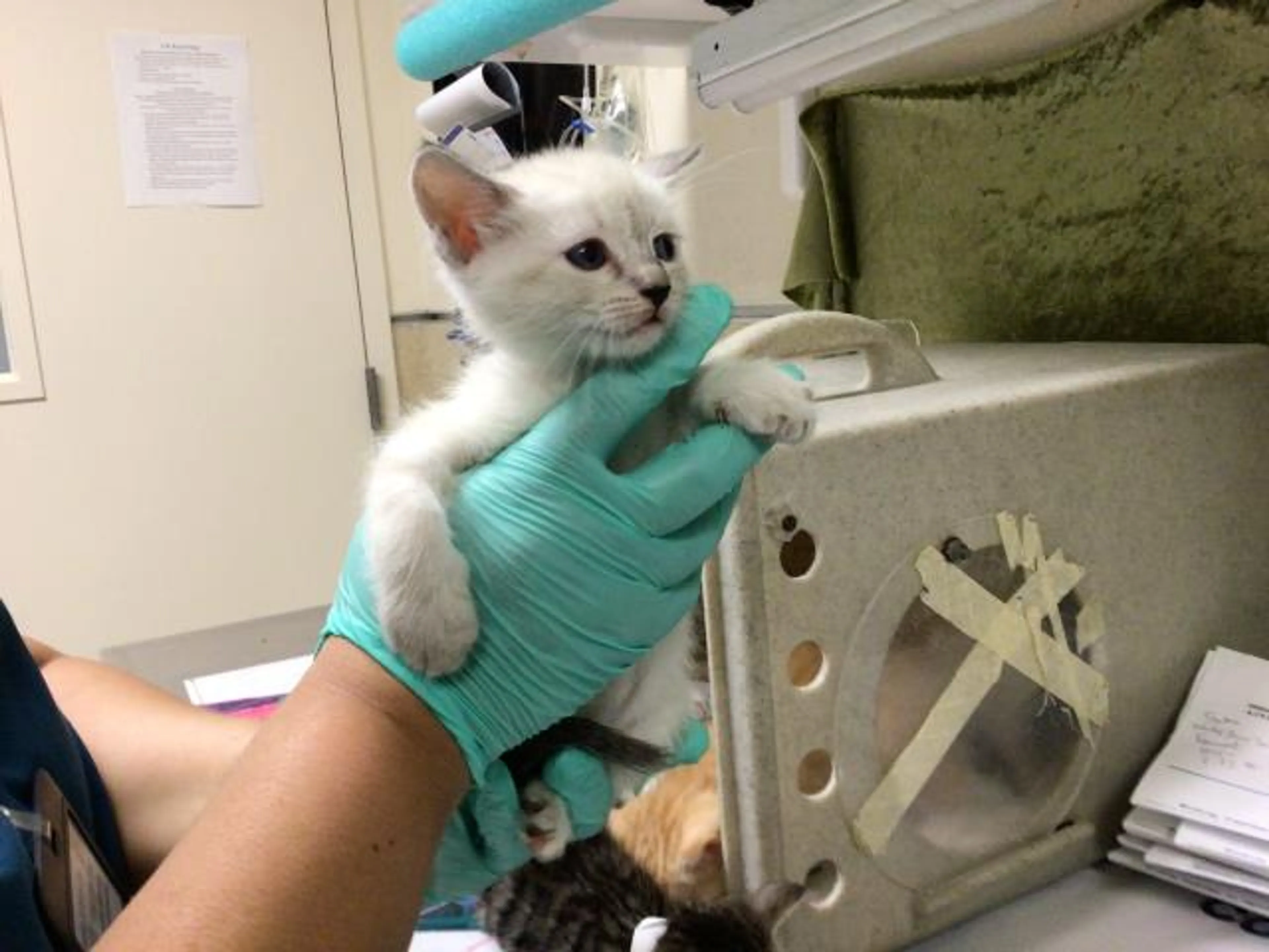 Found pet