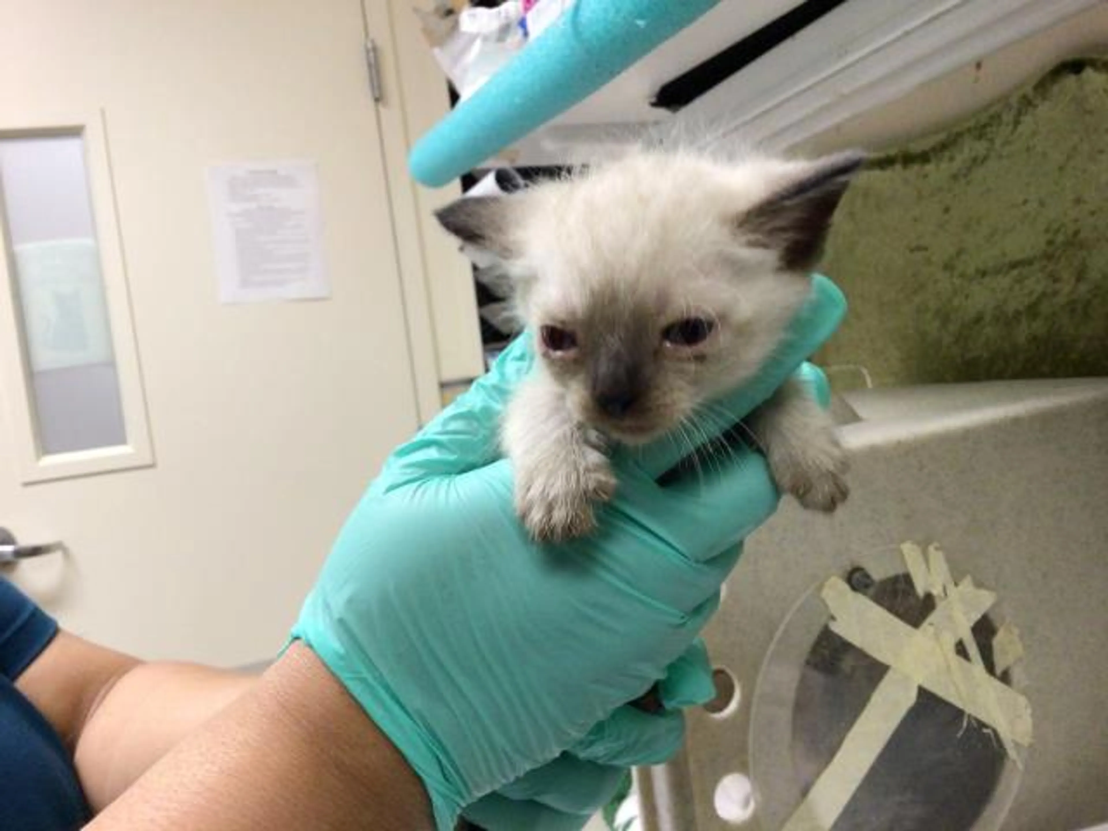 Found pet
