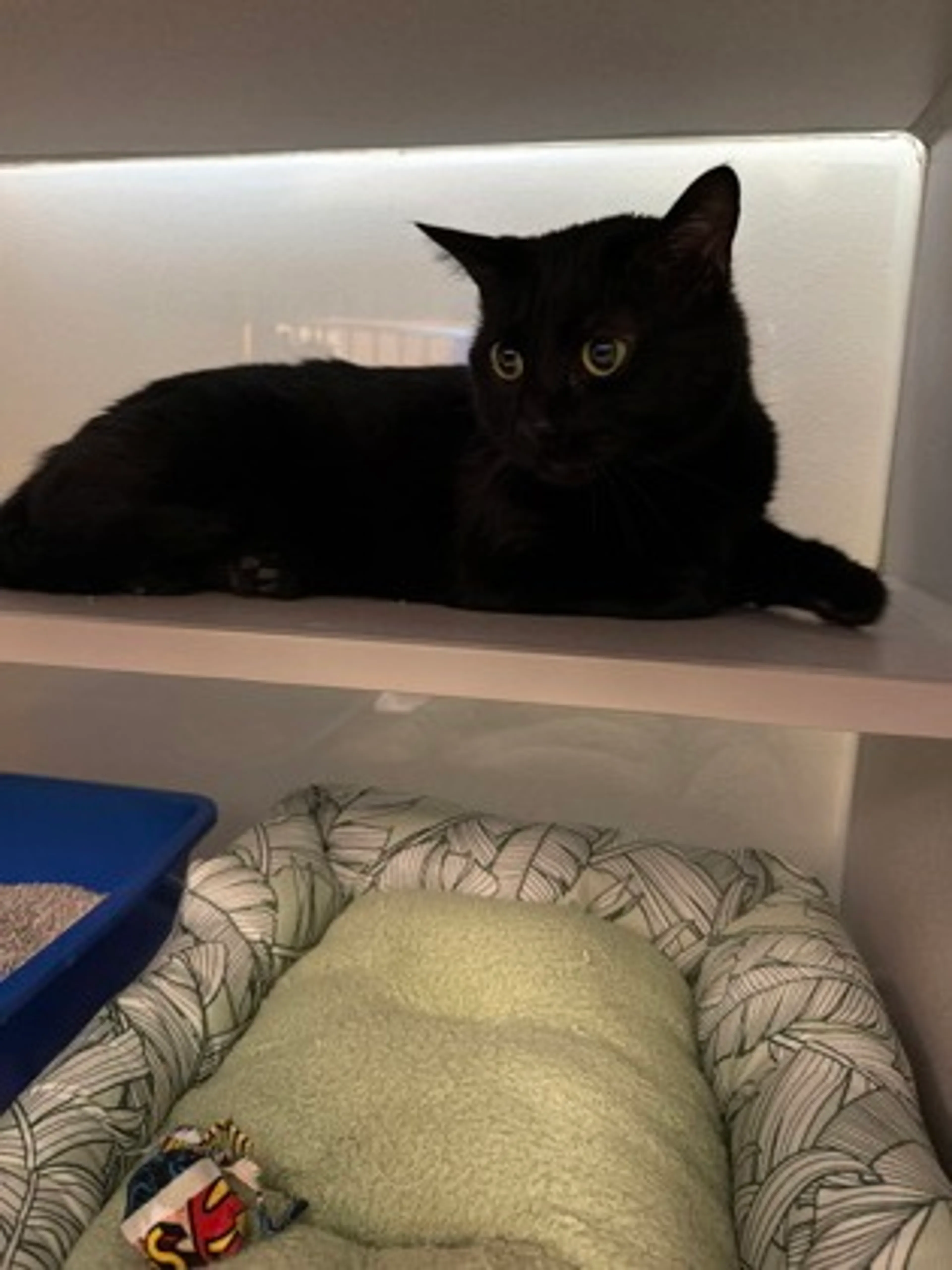 Found pet