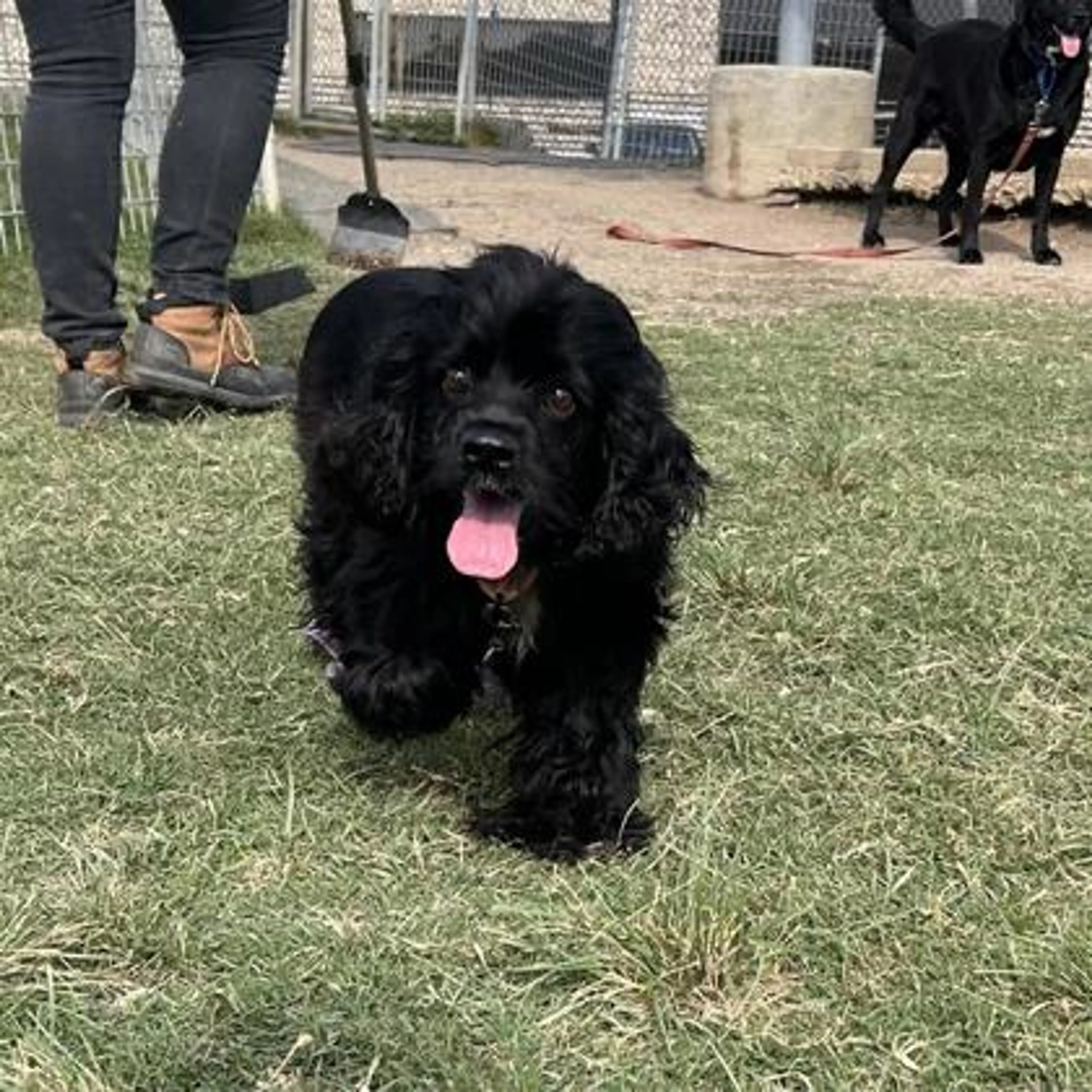 Found pet-2
