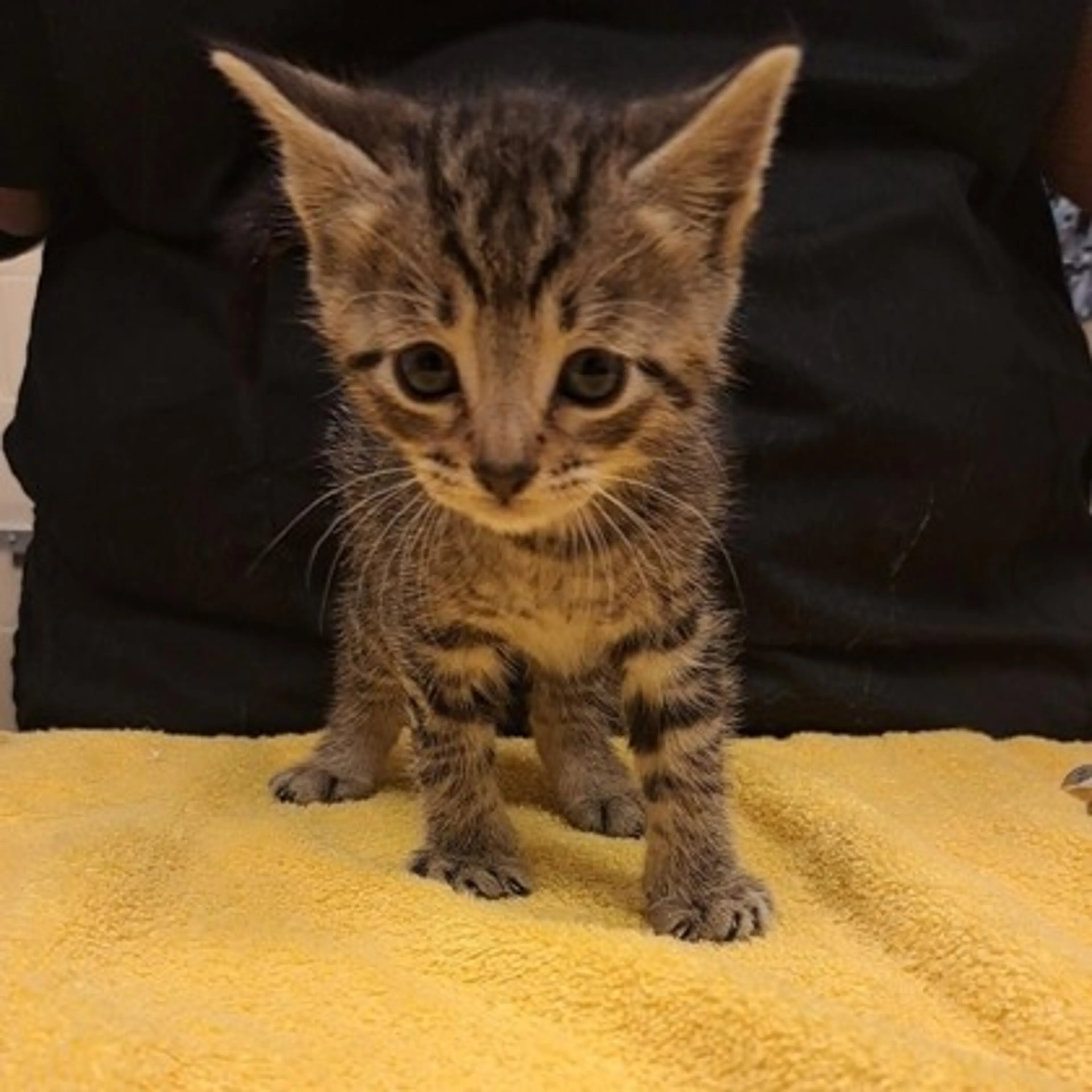 Found pet