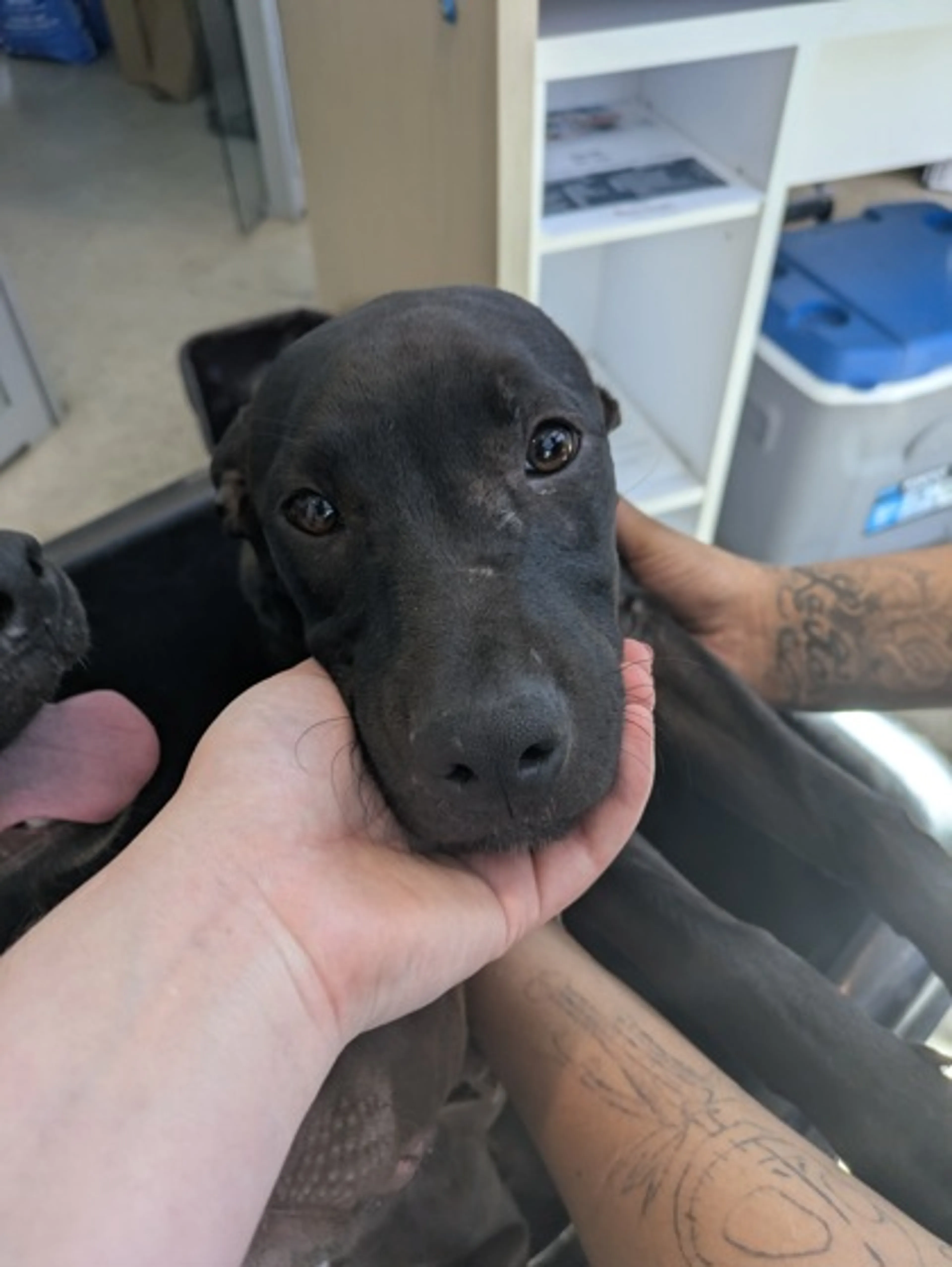 Found pet