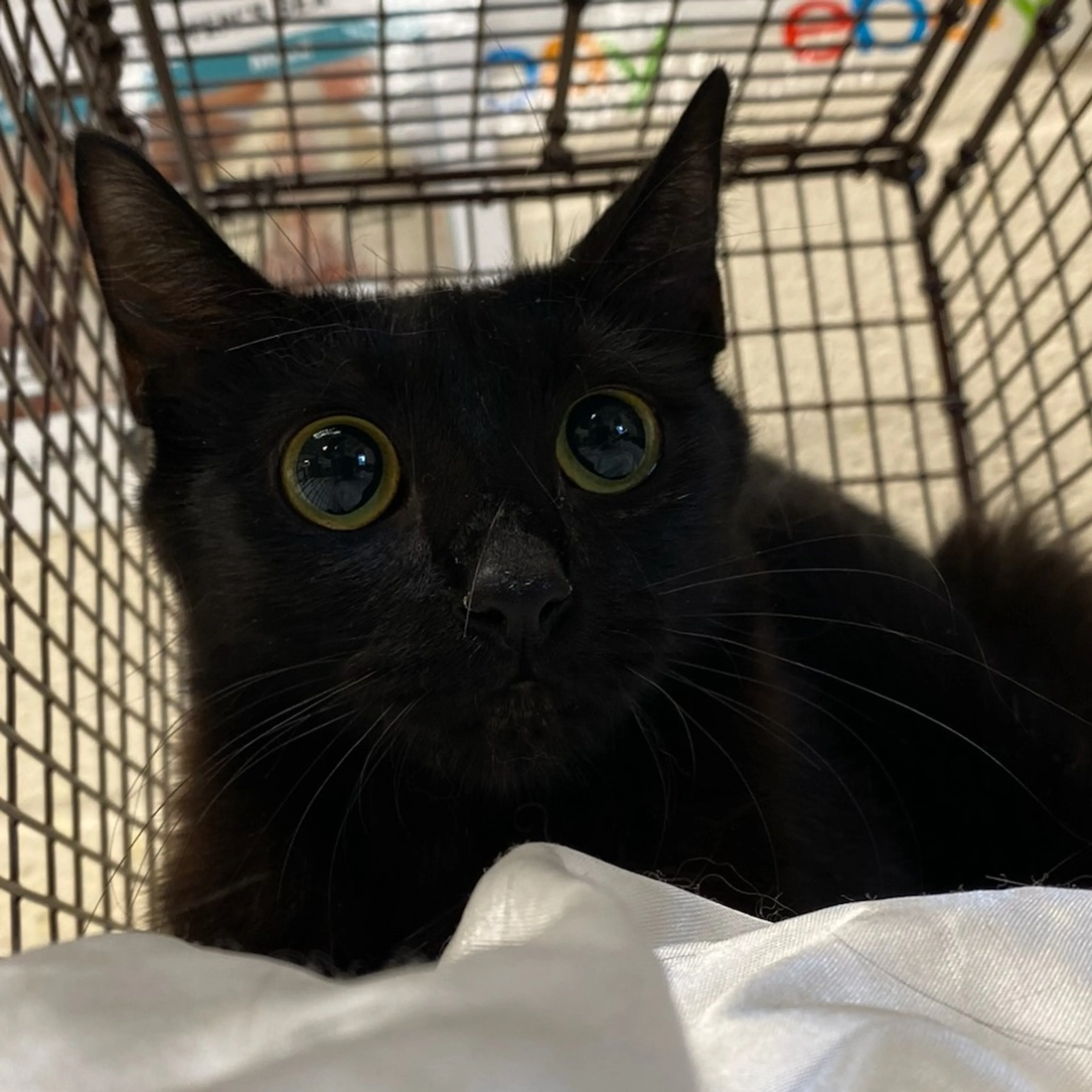 Found pet