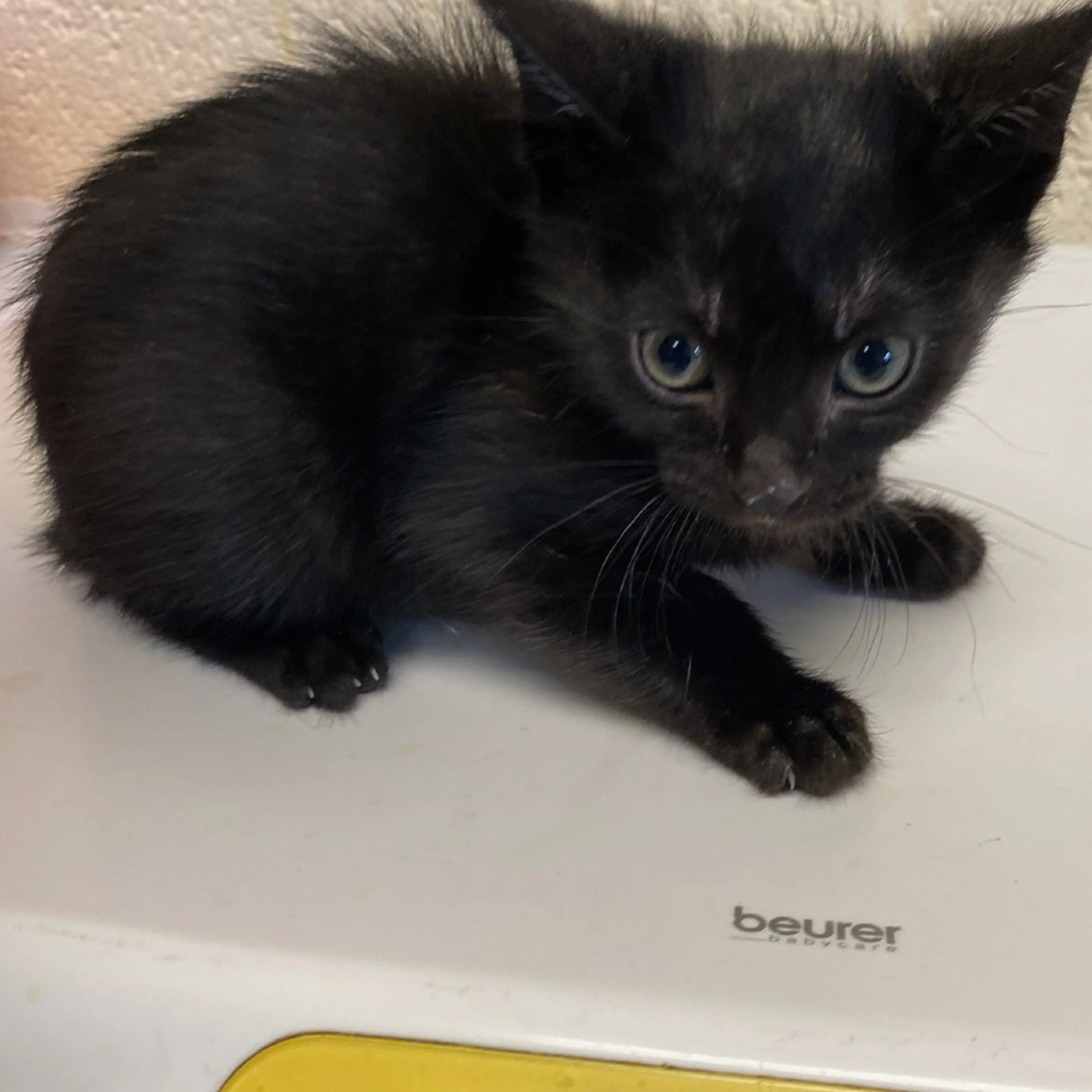 Found pet