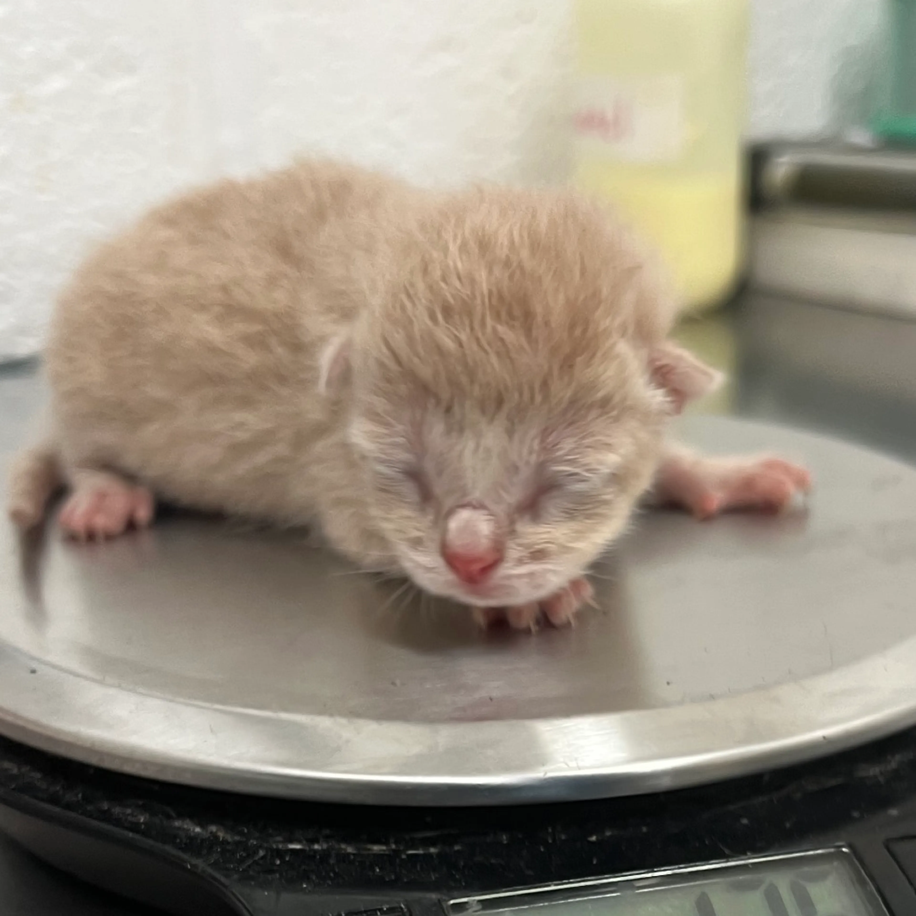 Found pet-1