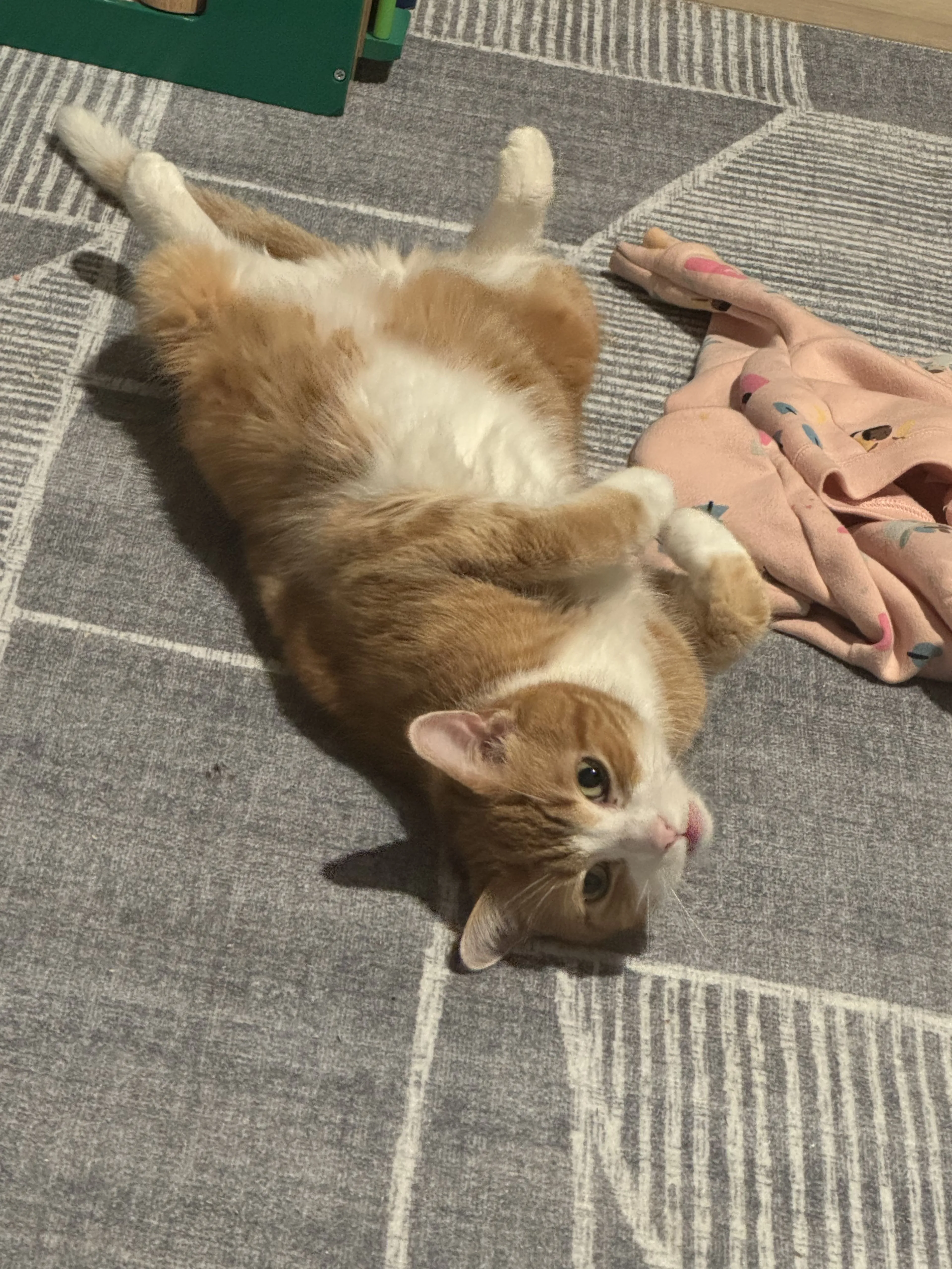 Lost pet