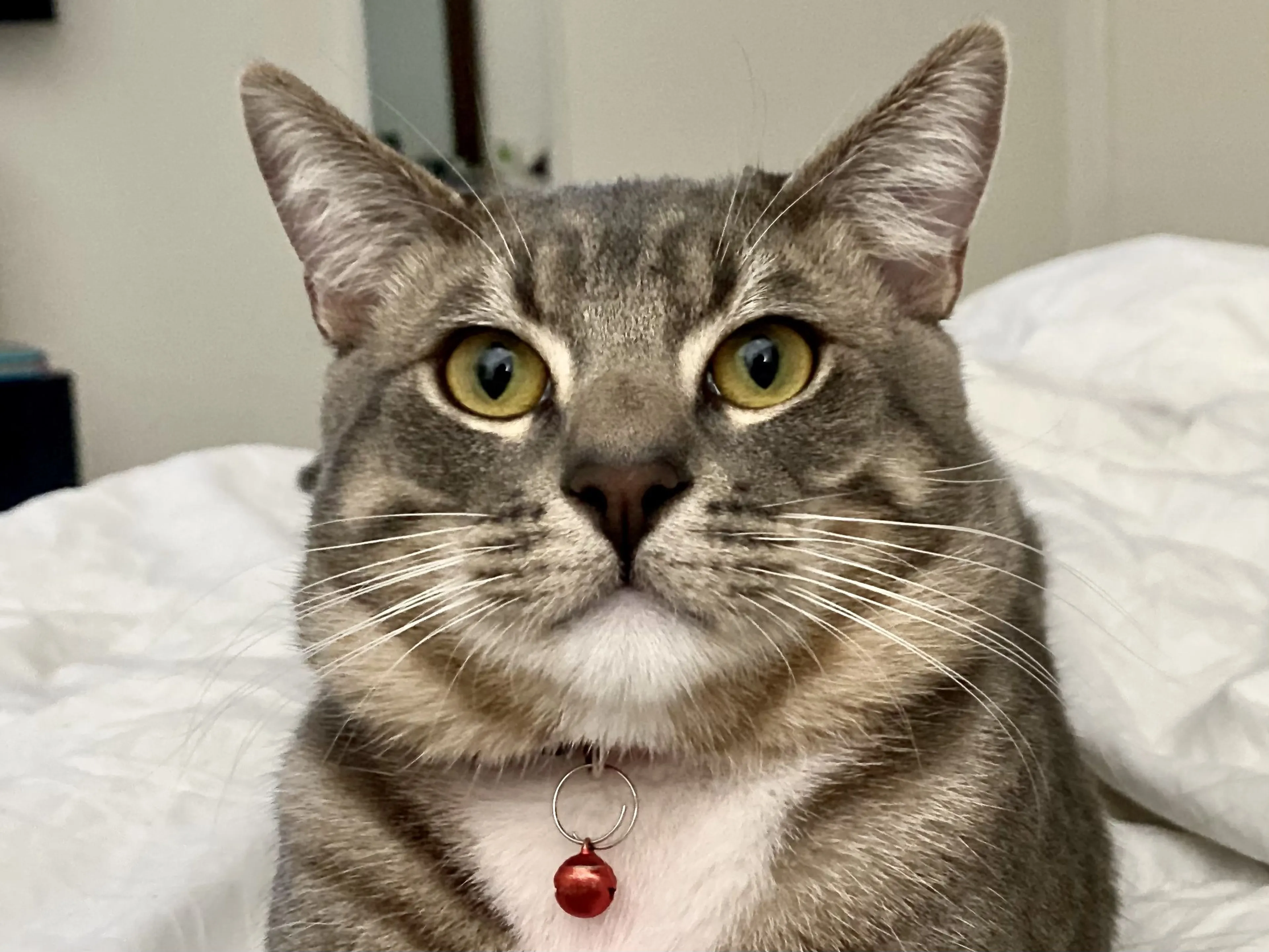 Lost pet-2