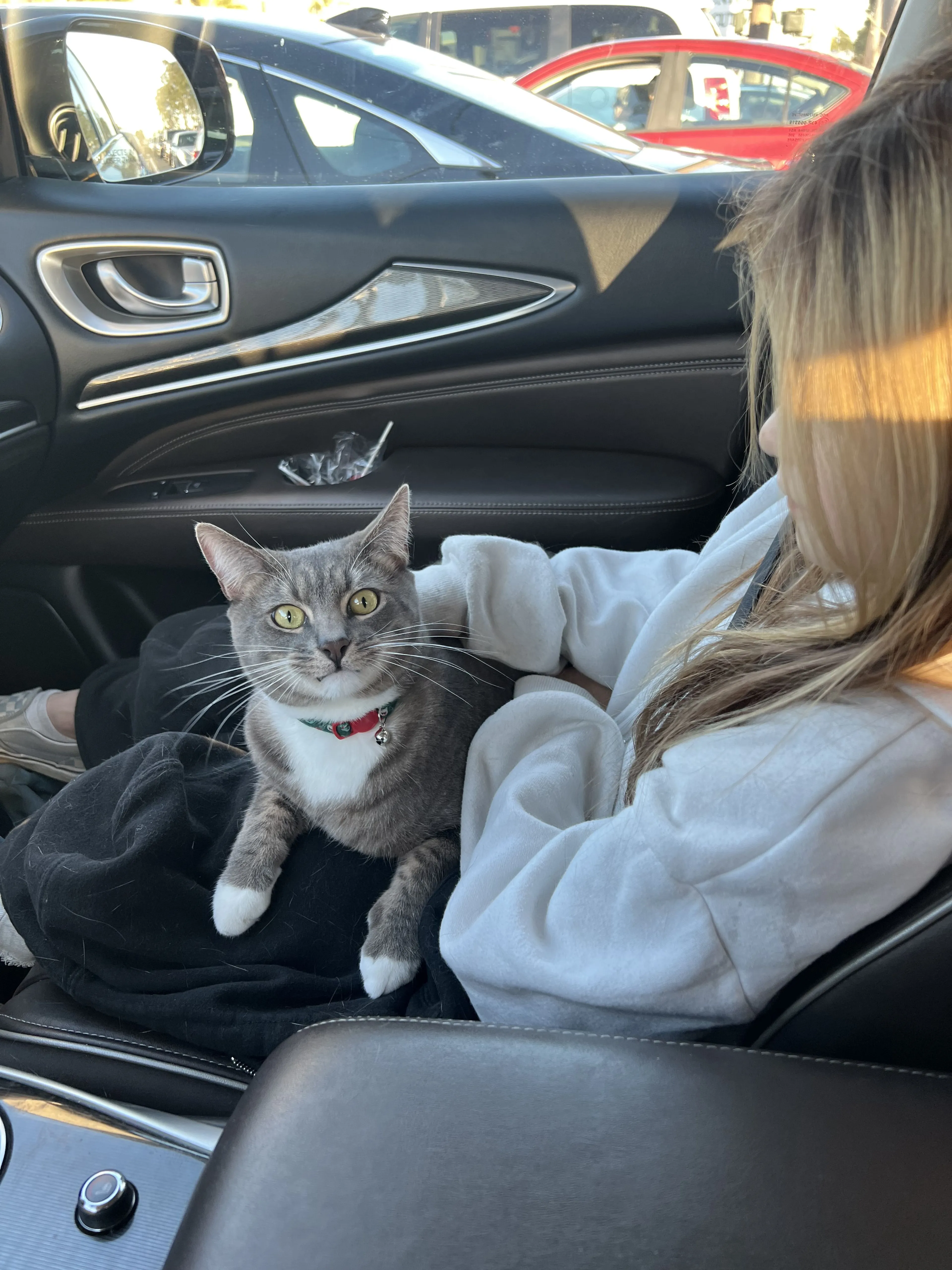 Lost pet-4