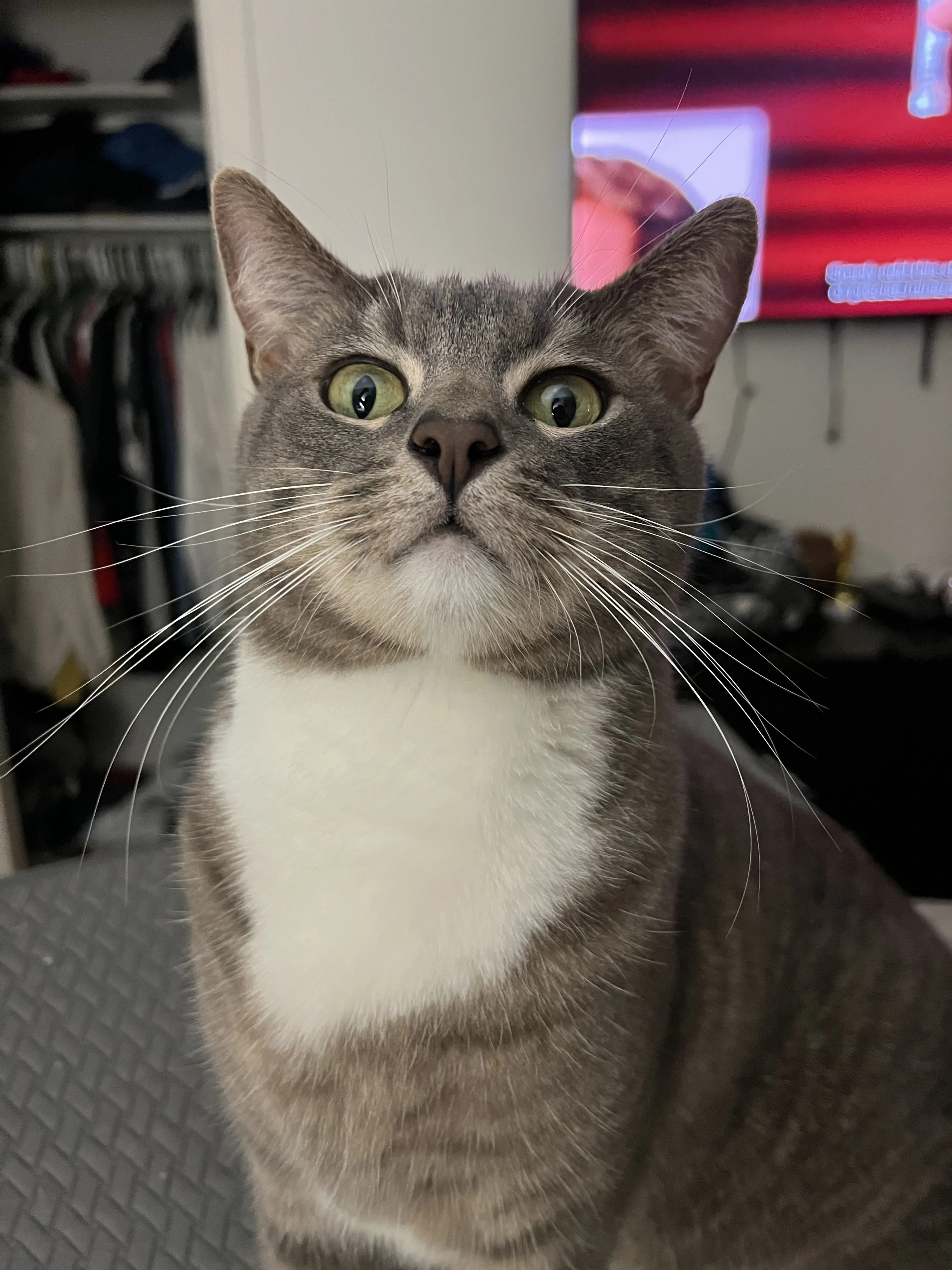 Lost pet-1