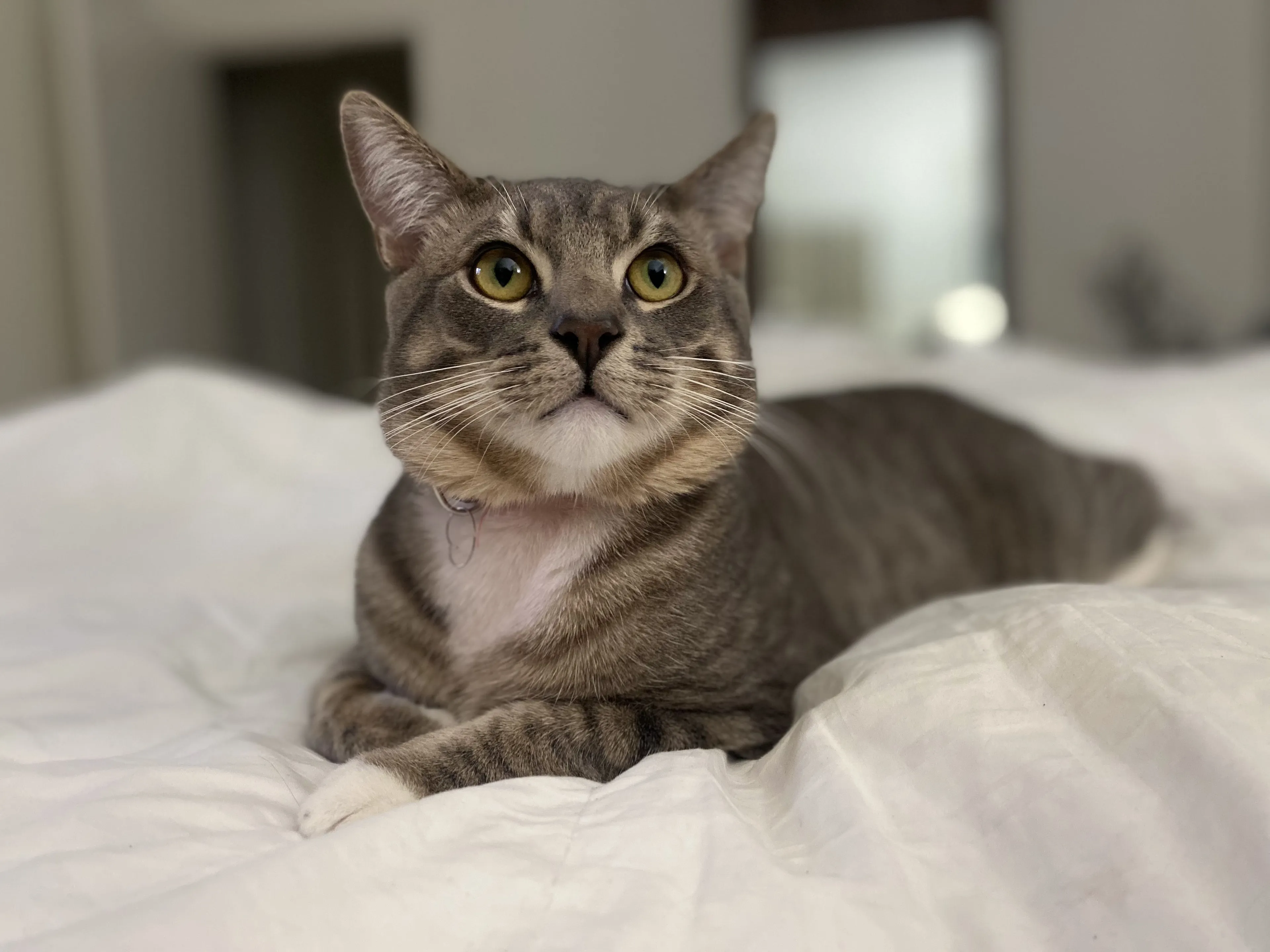 Lost pet-3