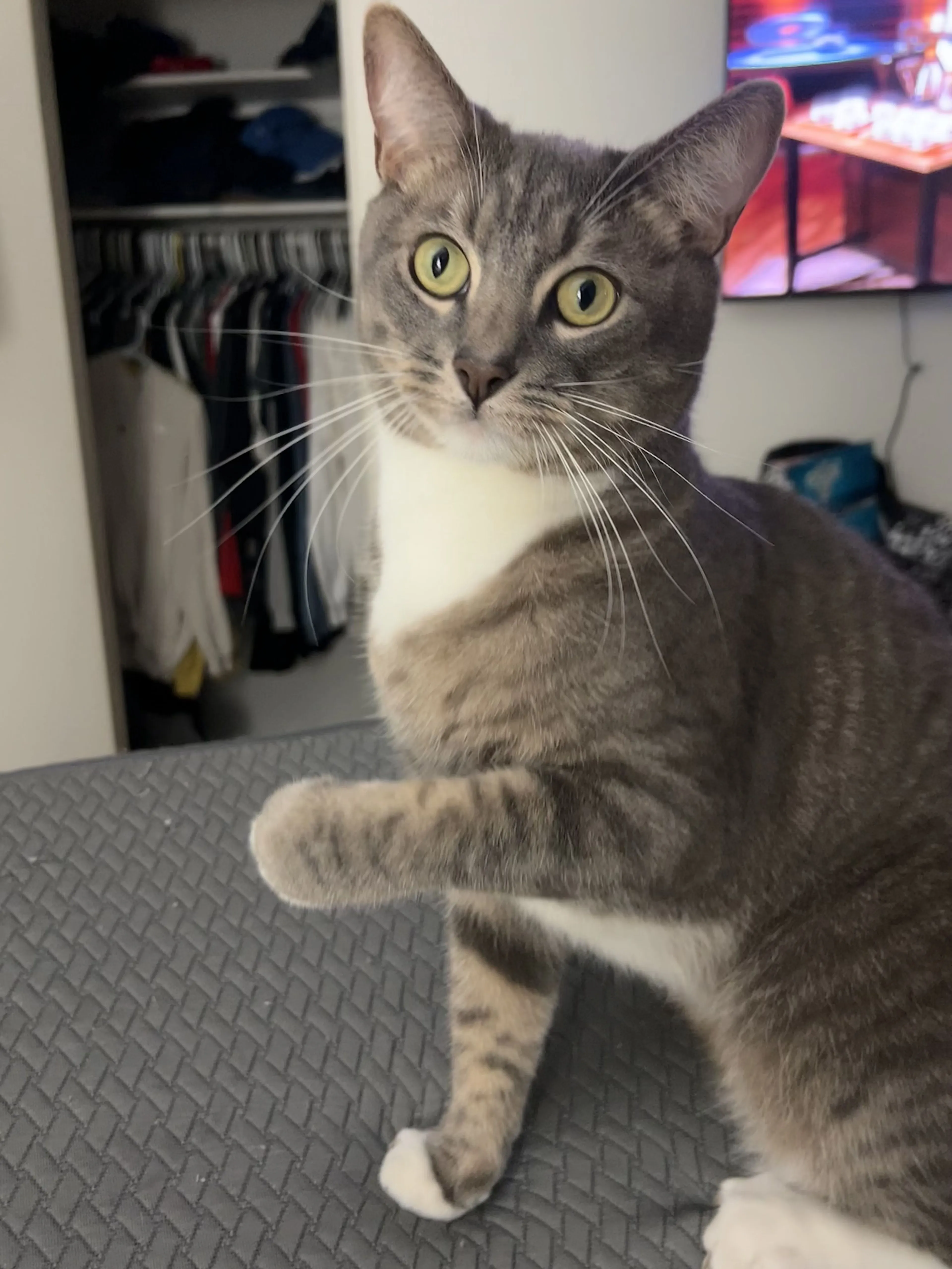 Lost pet-0