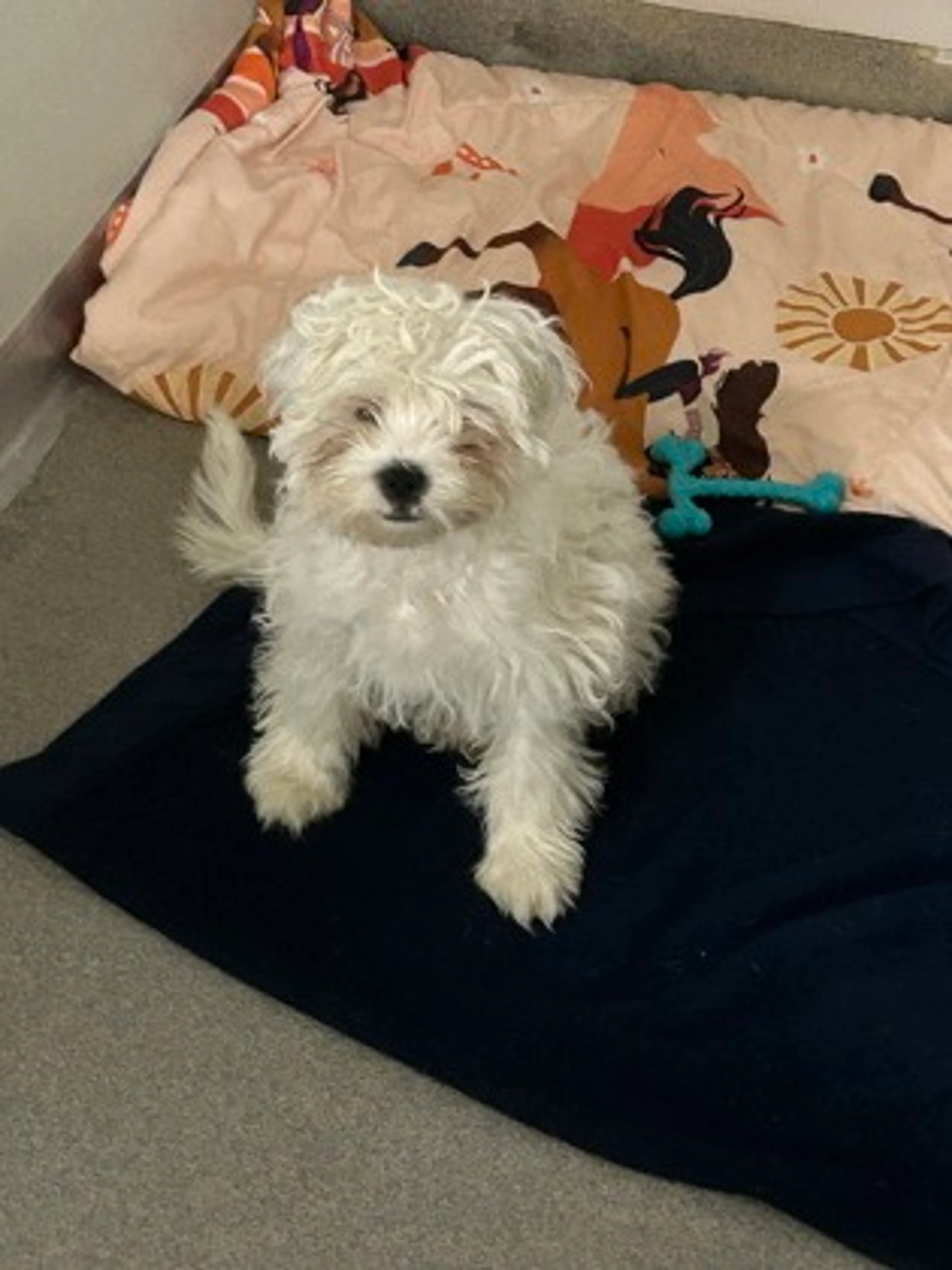 Found pet