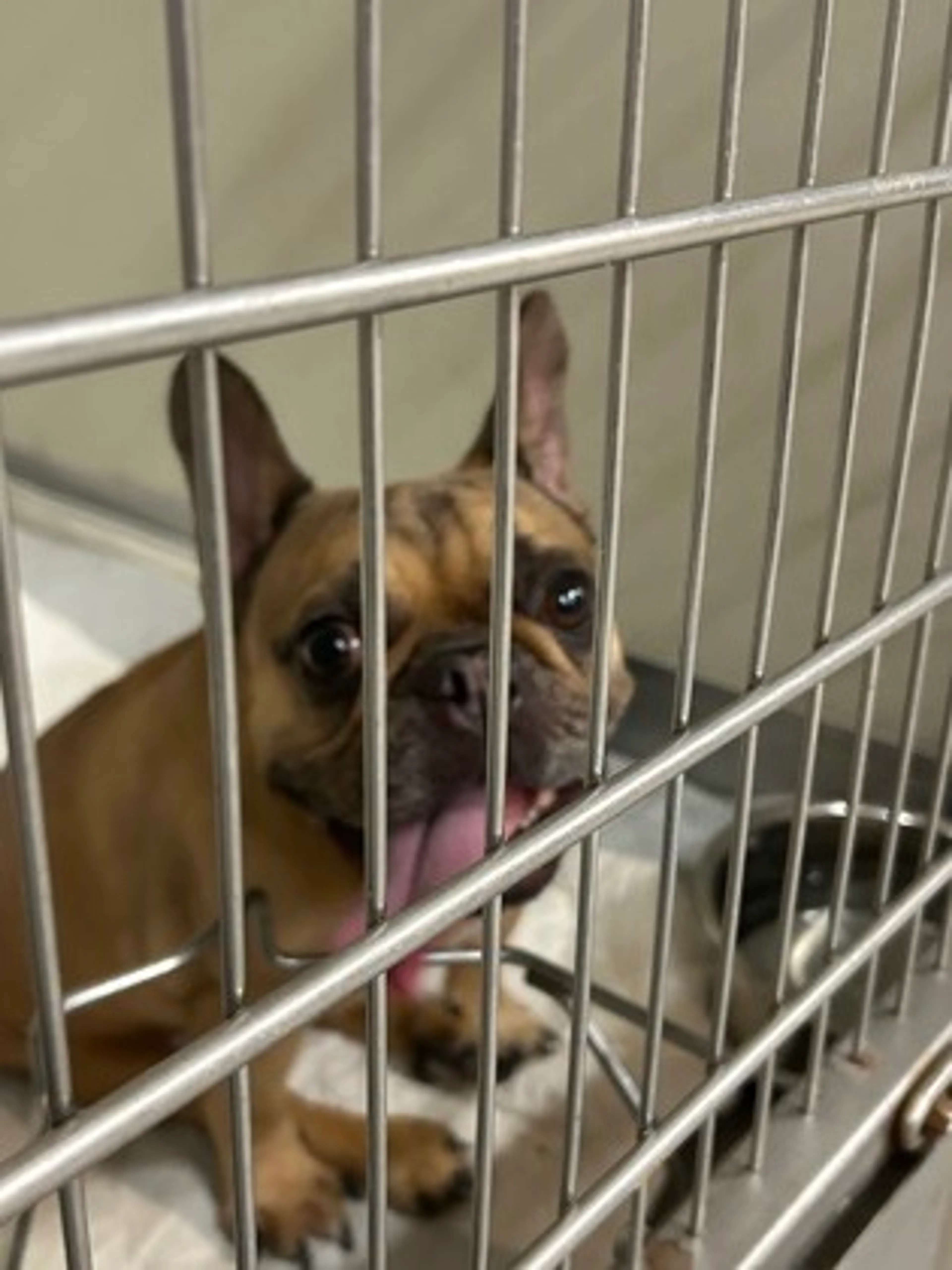 Found pet