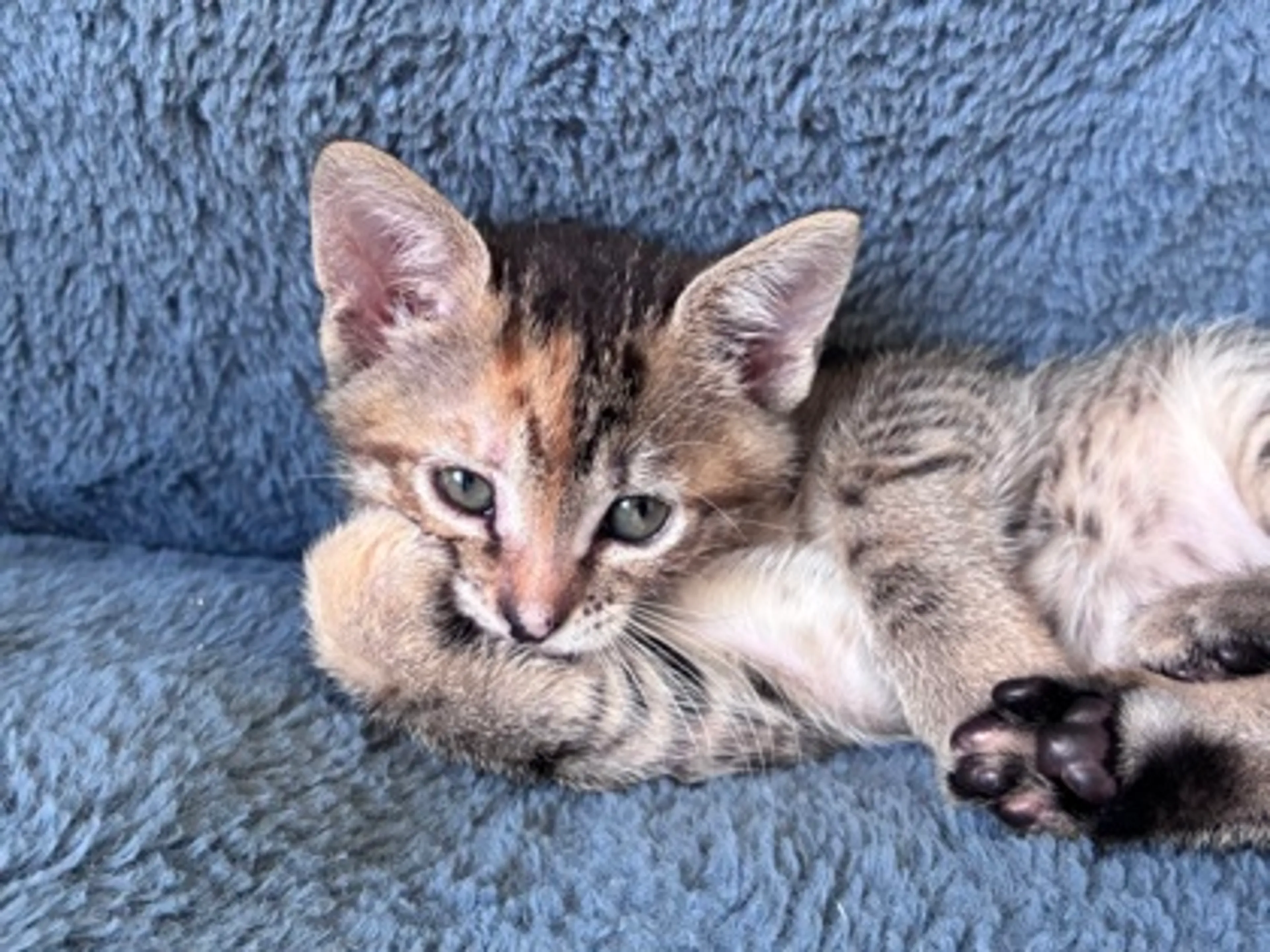 Found pet