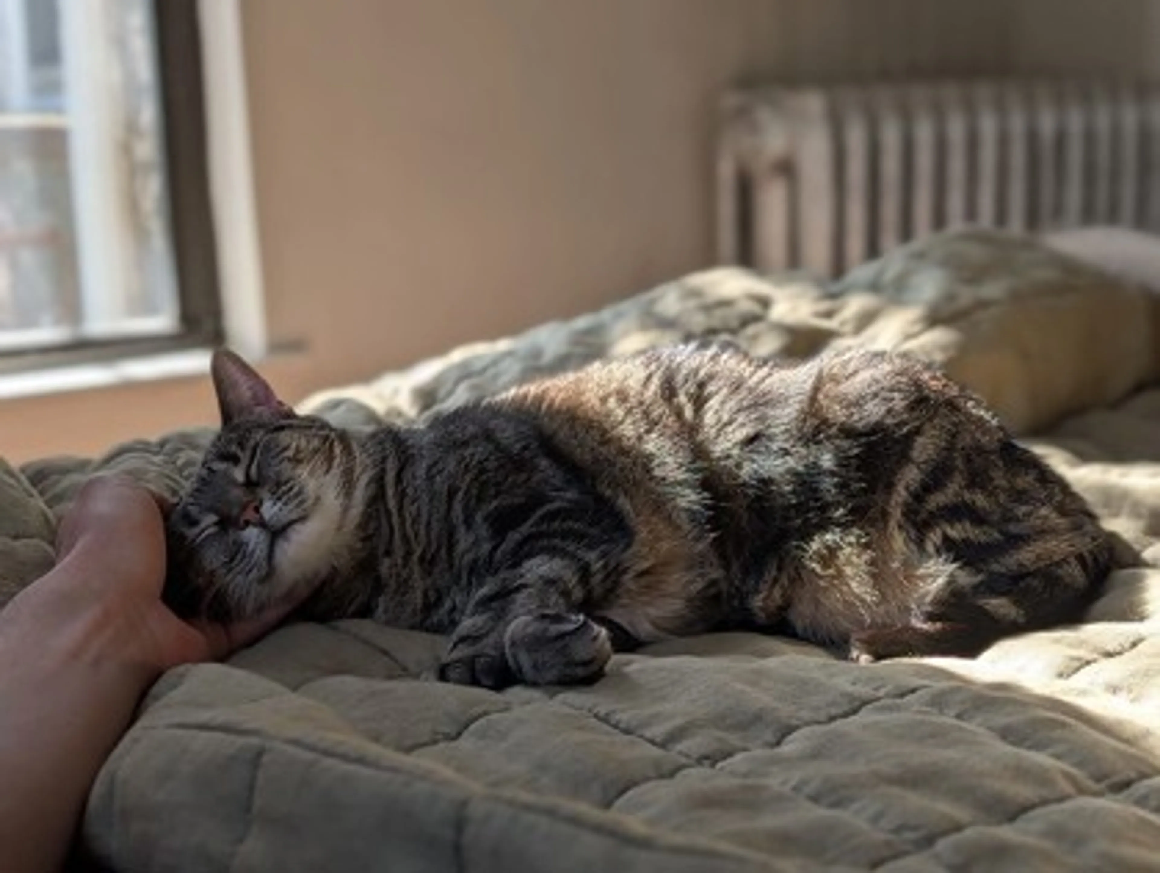Found pet-2
