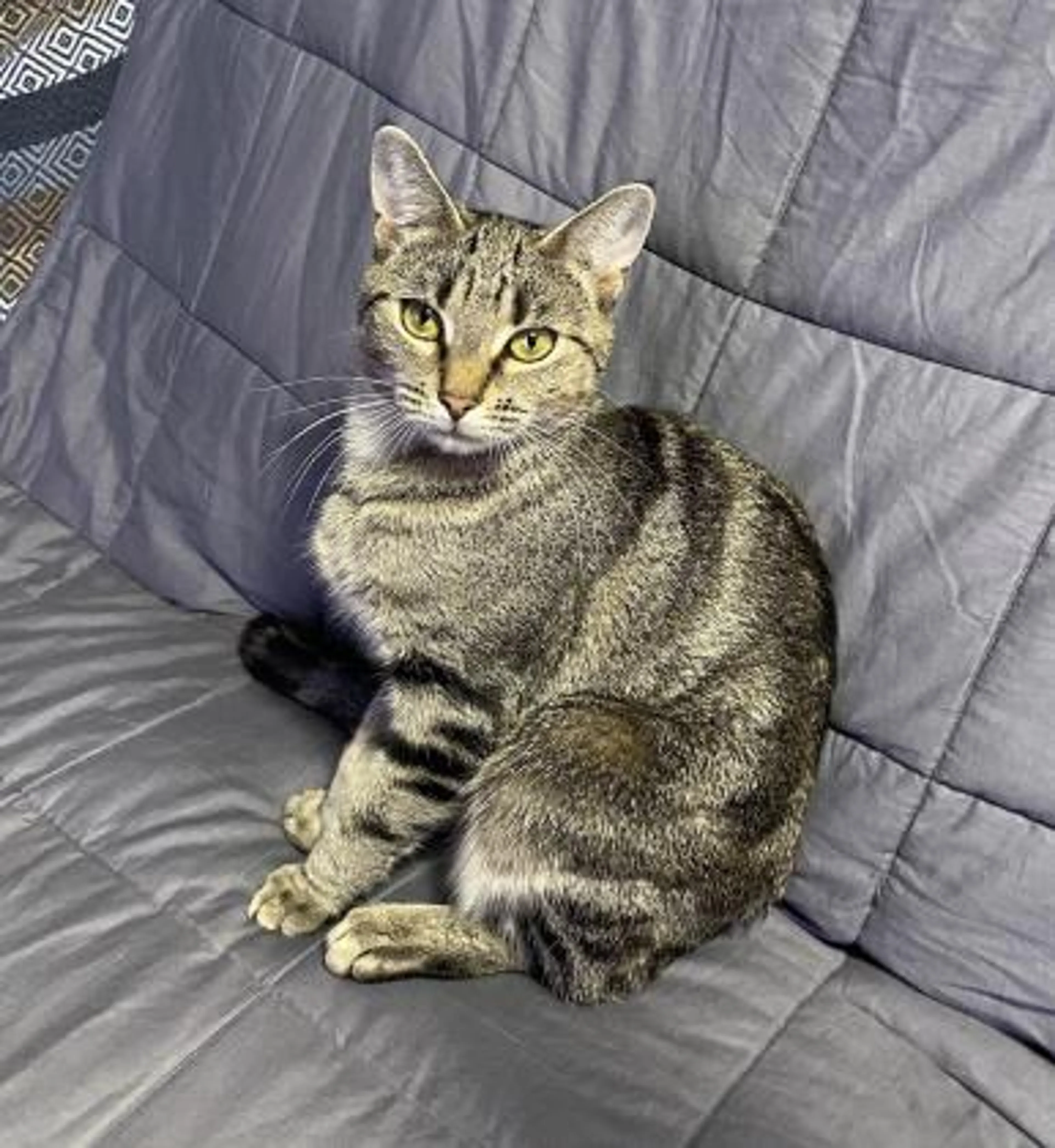 Found pet-0