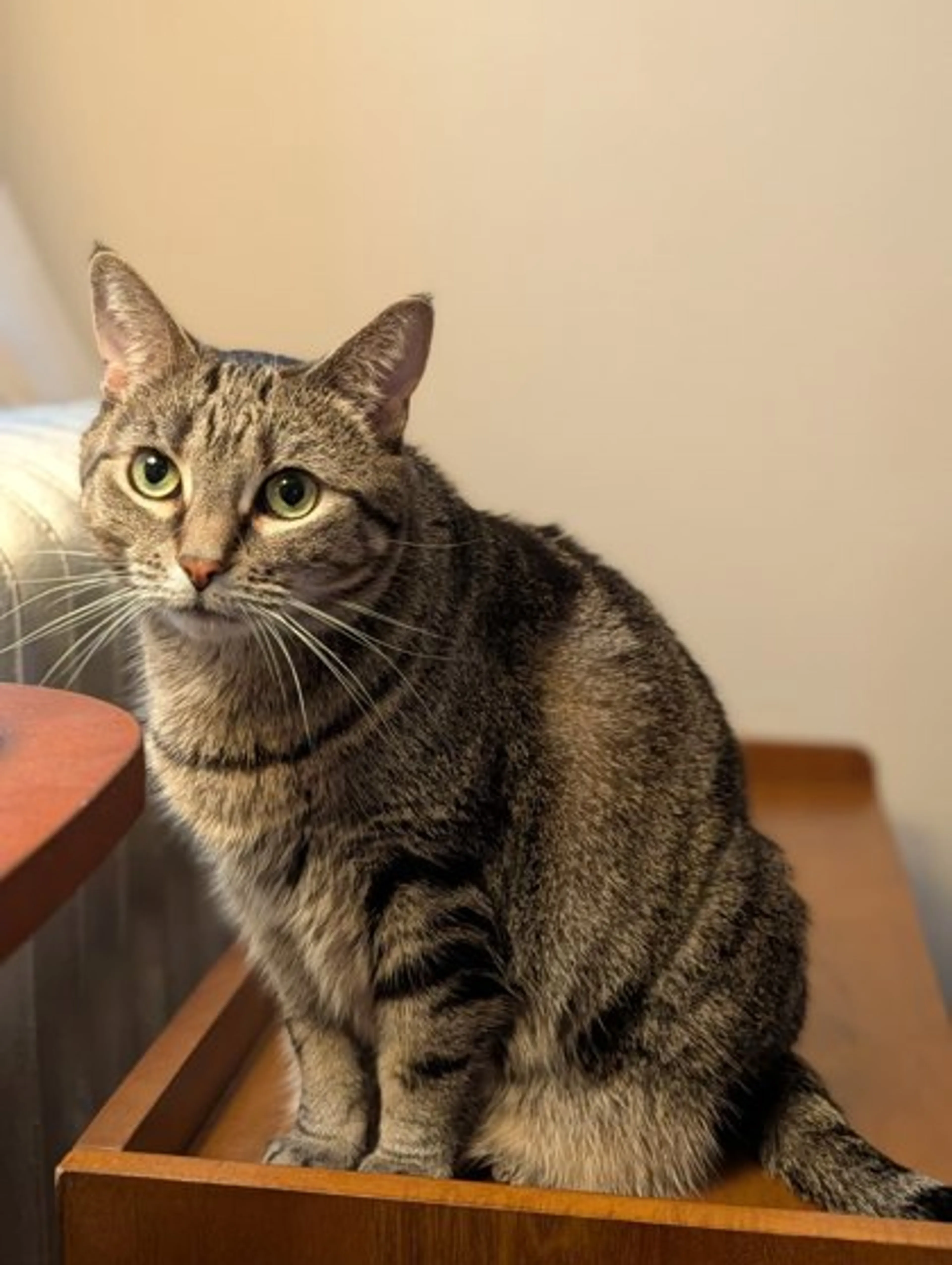 Found pet-1