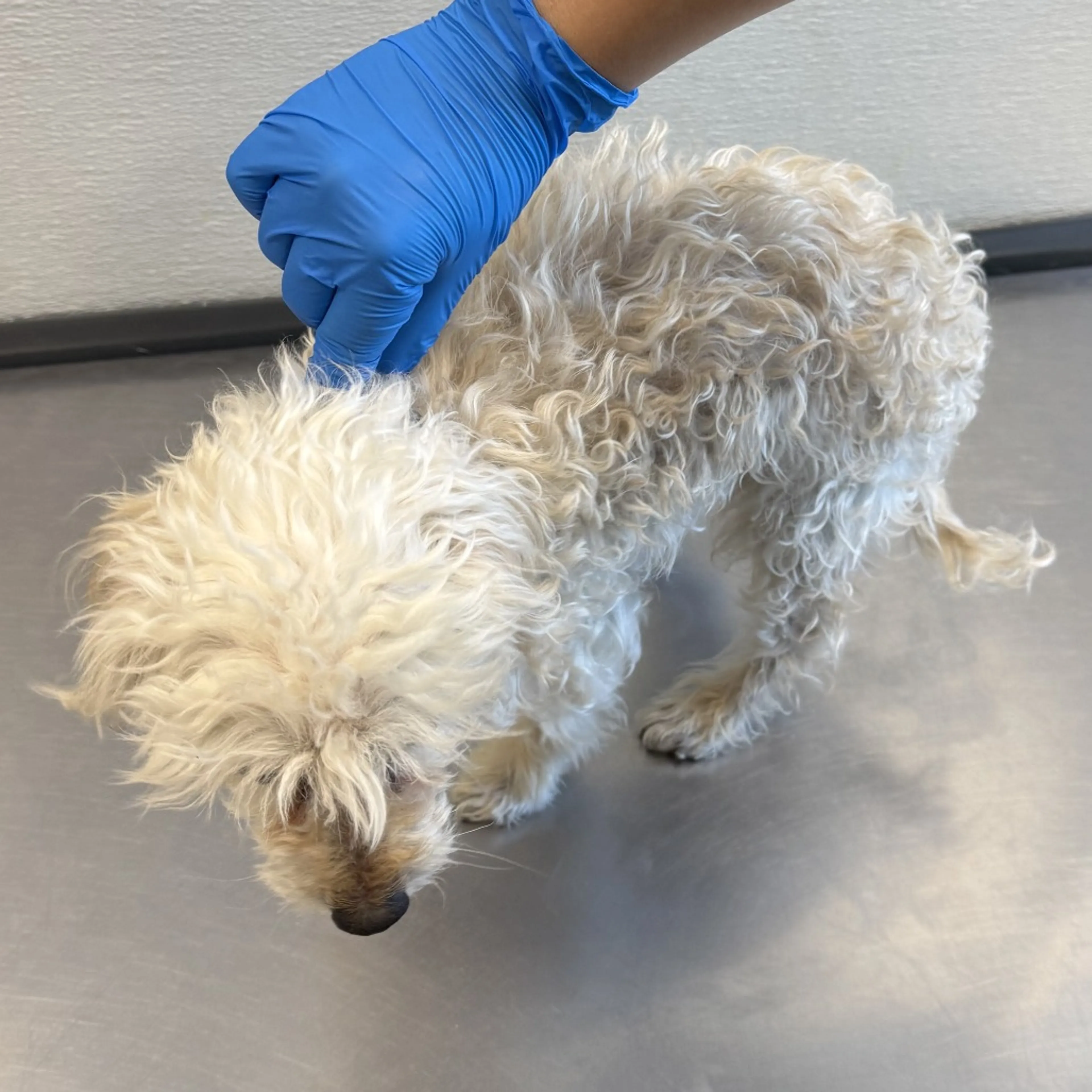 Found pet-1