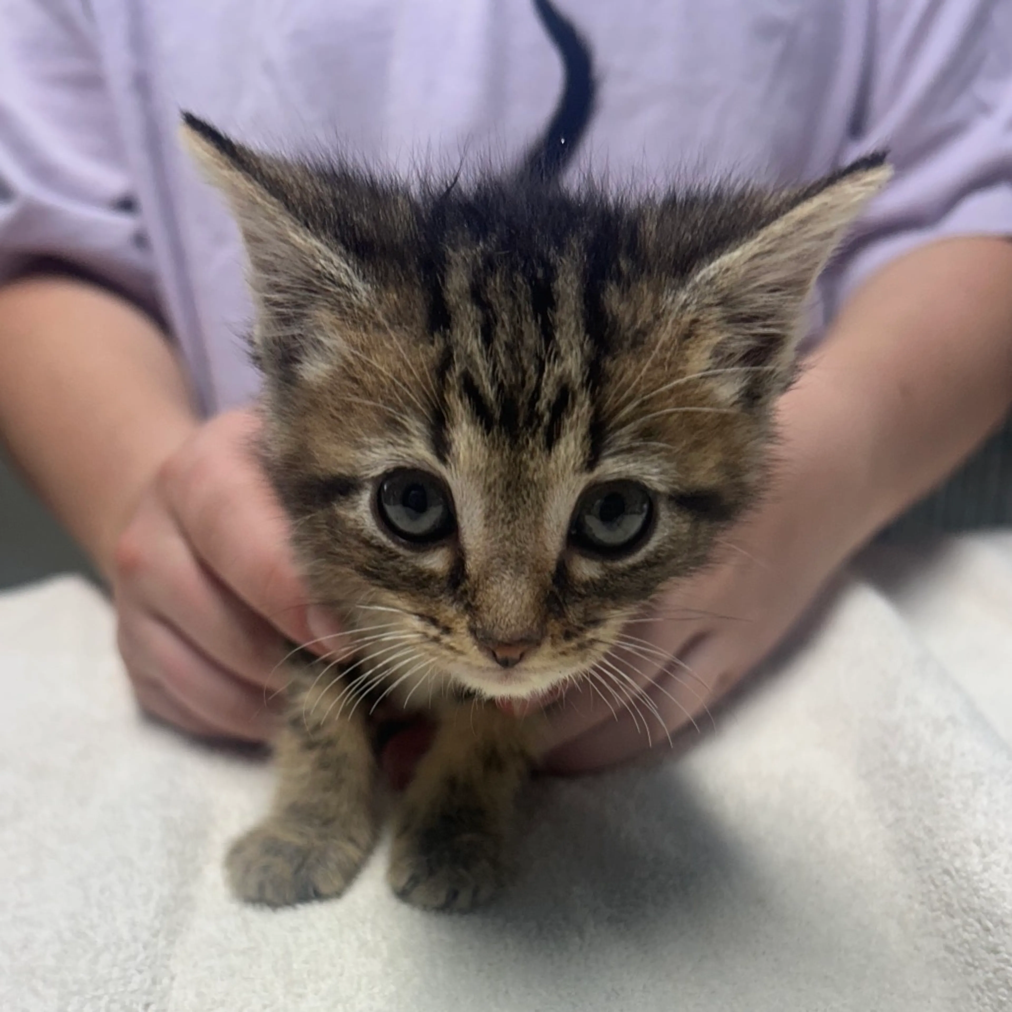 Found pet-1