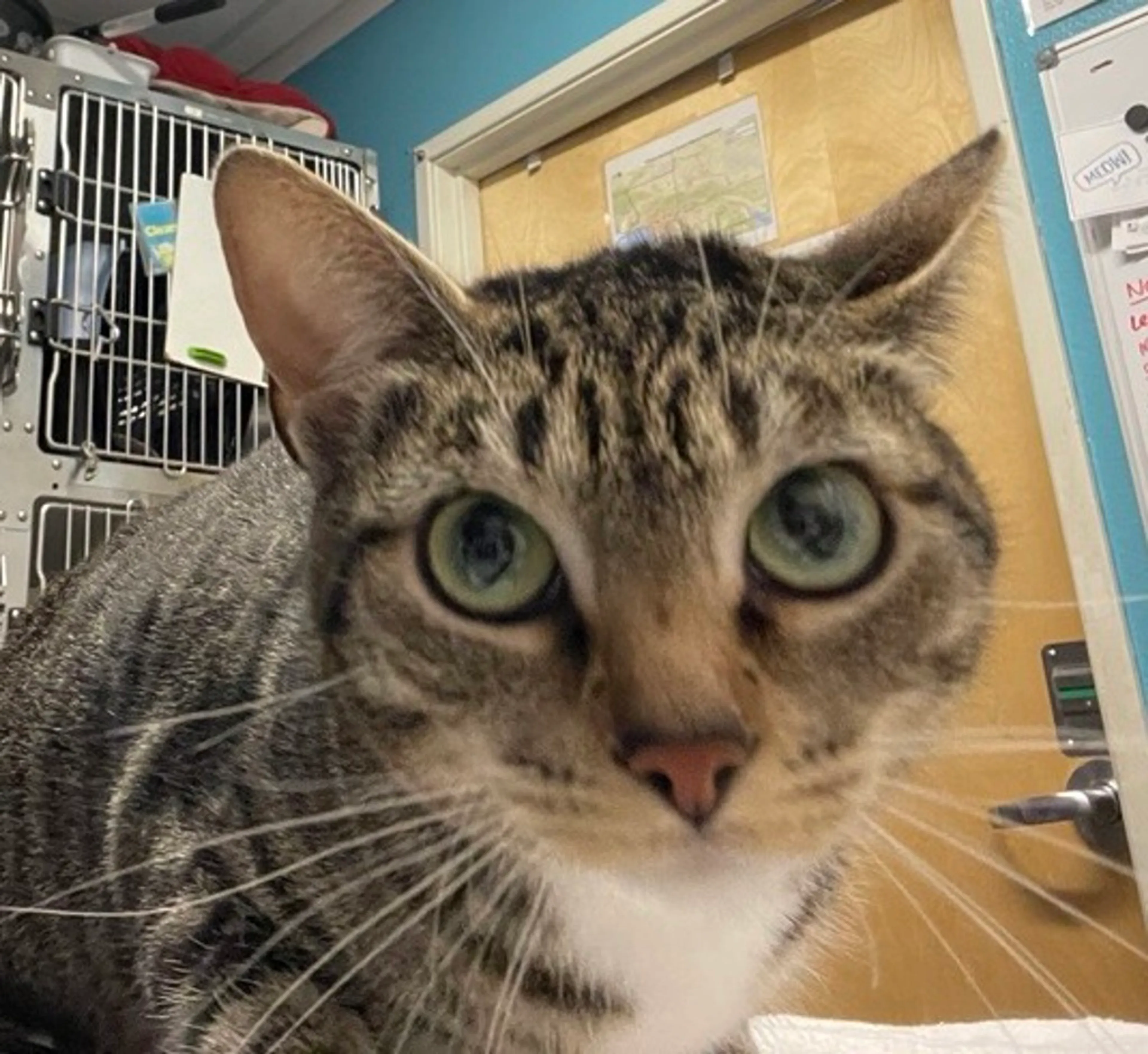 Found pet
