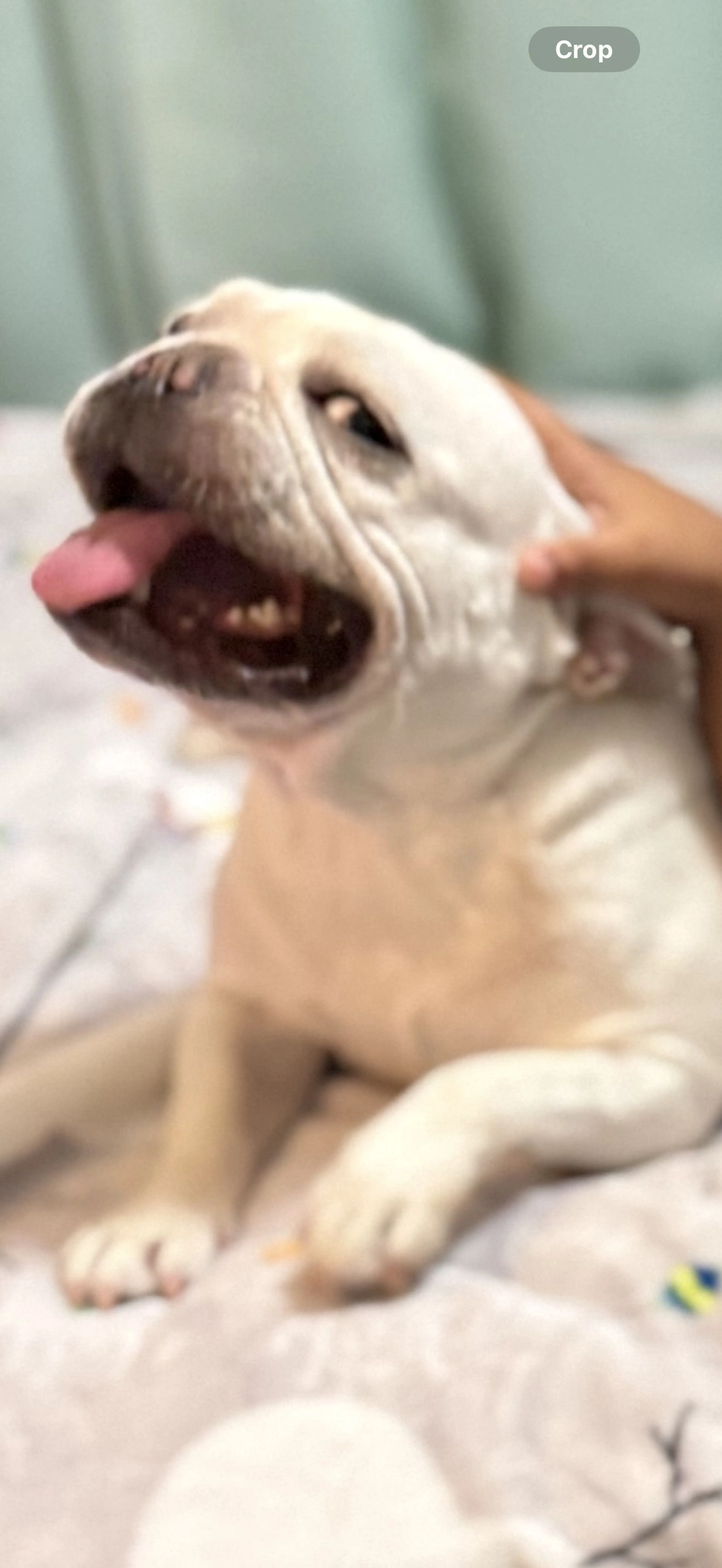 Lost pet-1