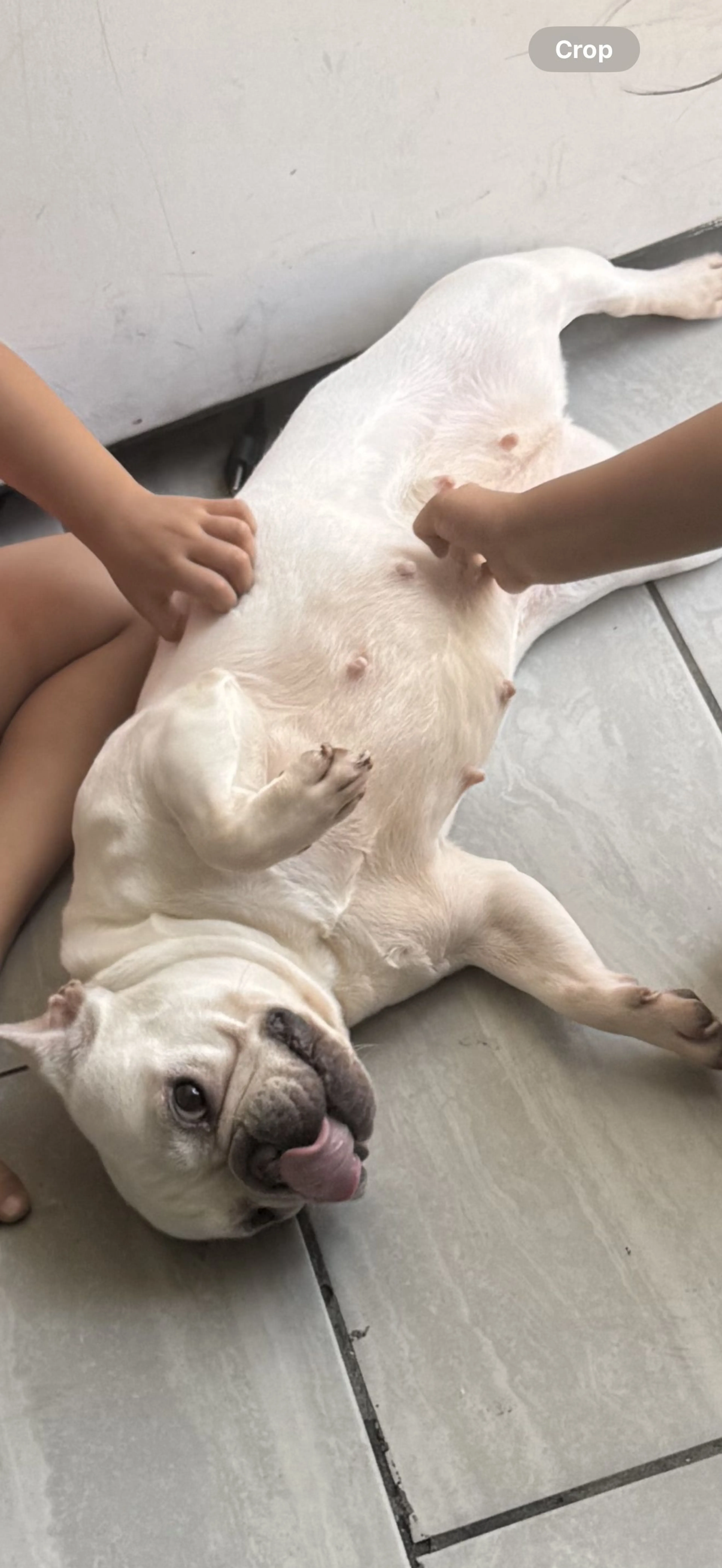 Lost pet-2