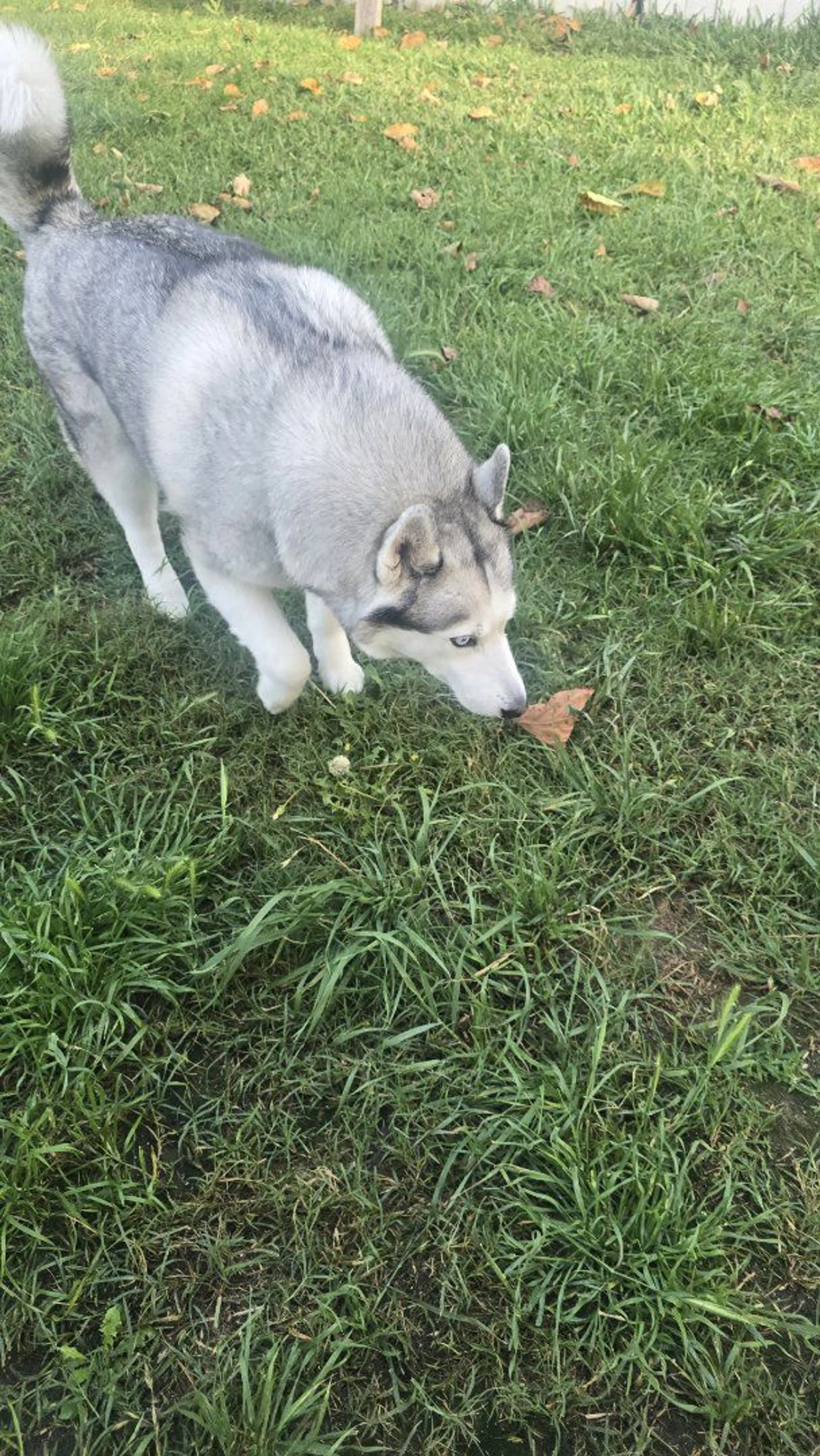 Lost pet-1