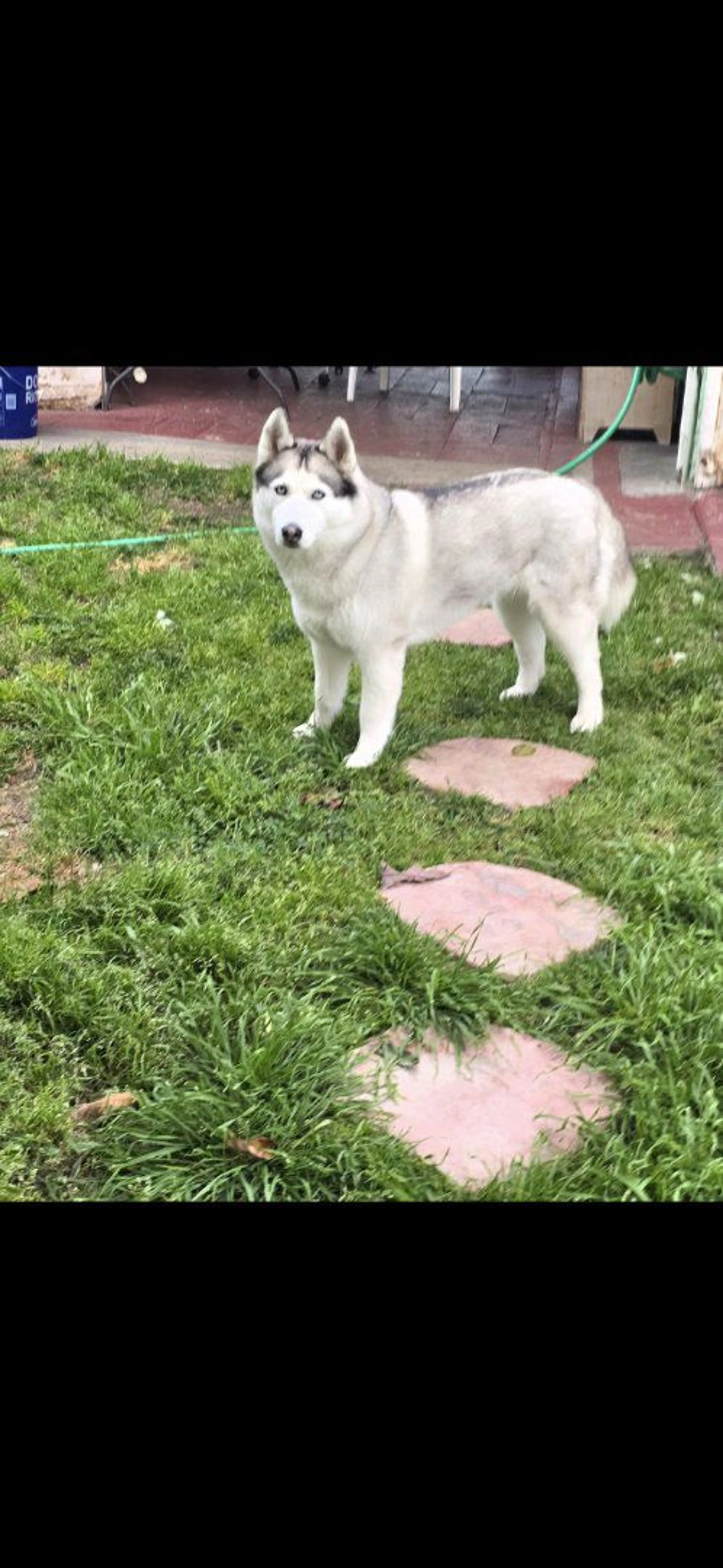 Lost pet-0