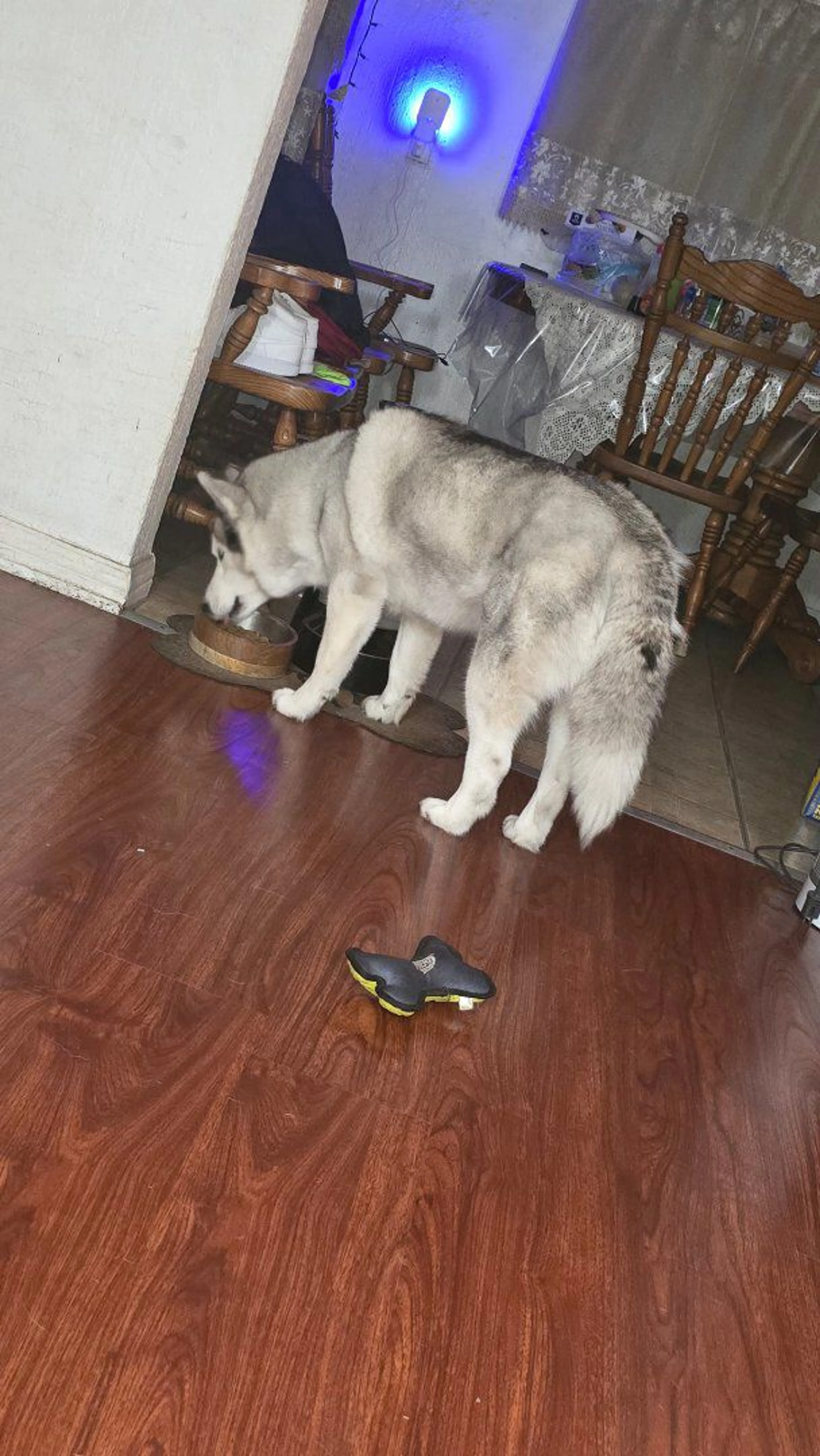 Lost pet-2