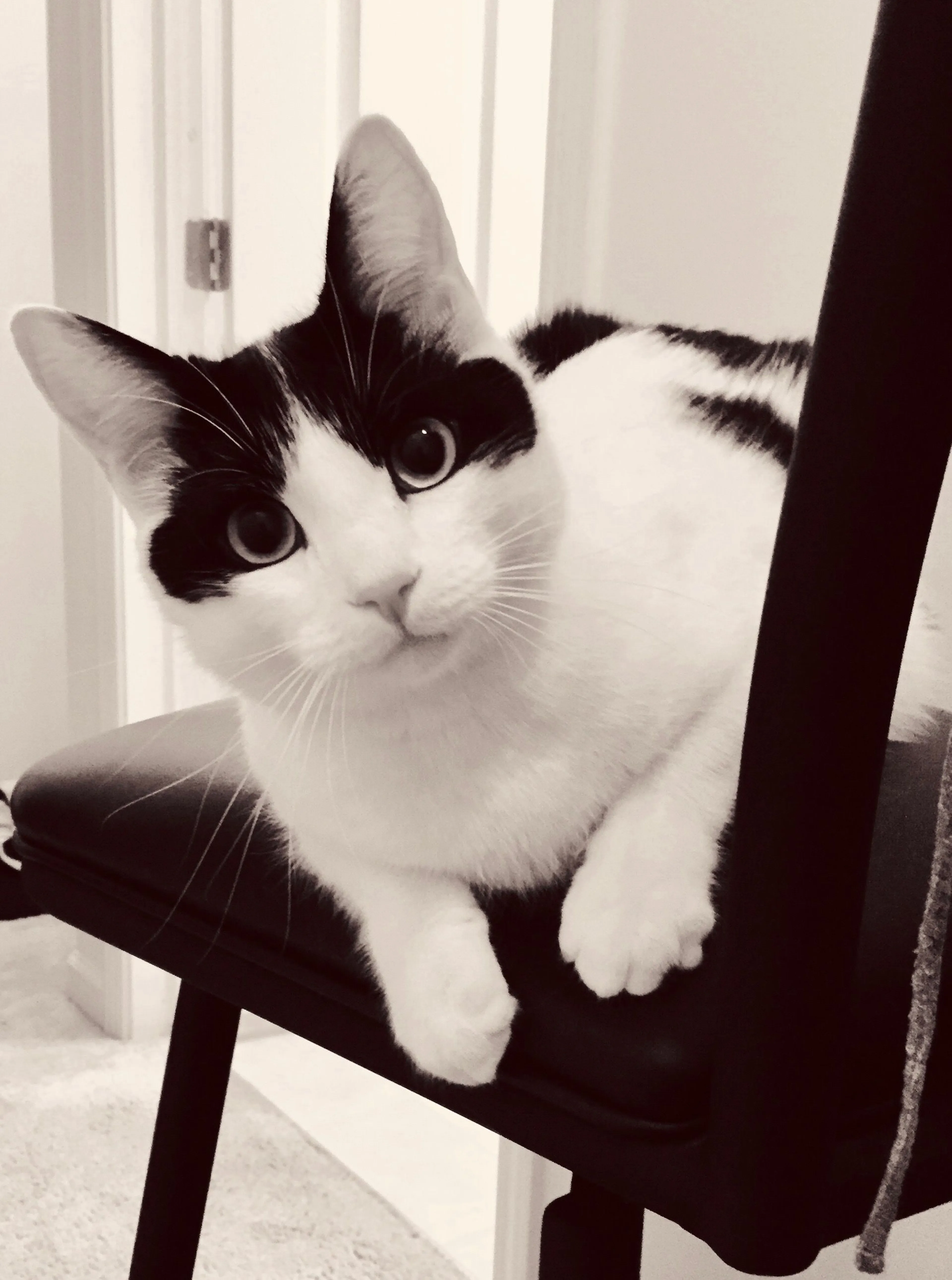 Lost pet