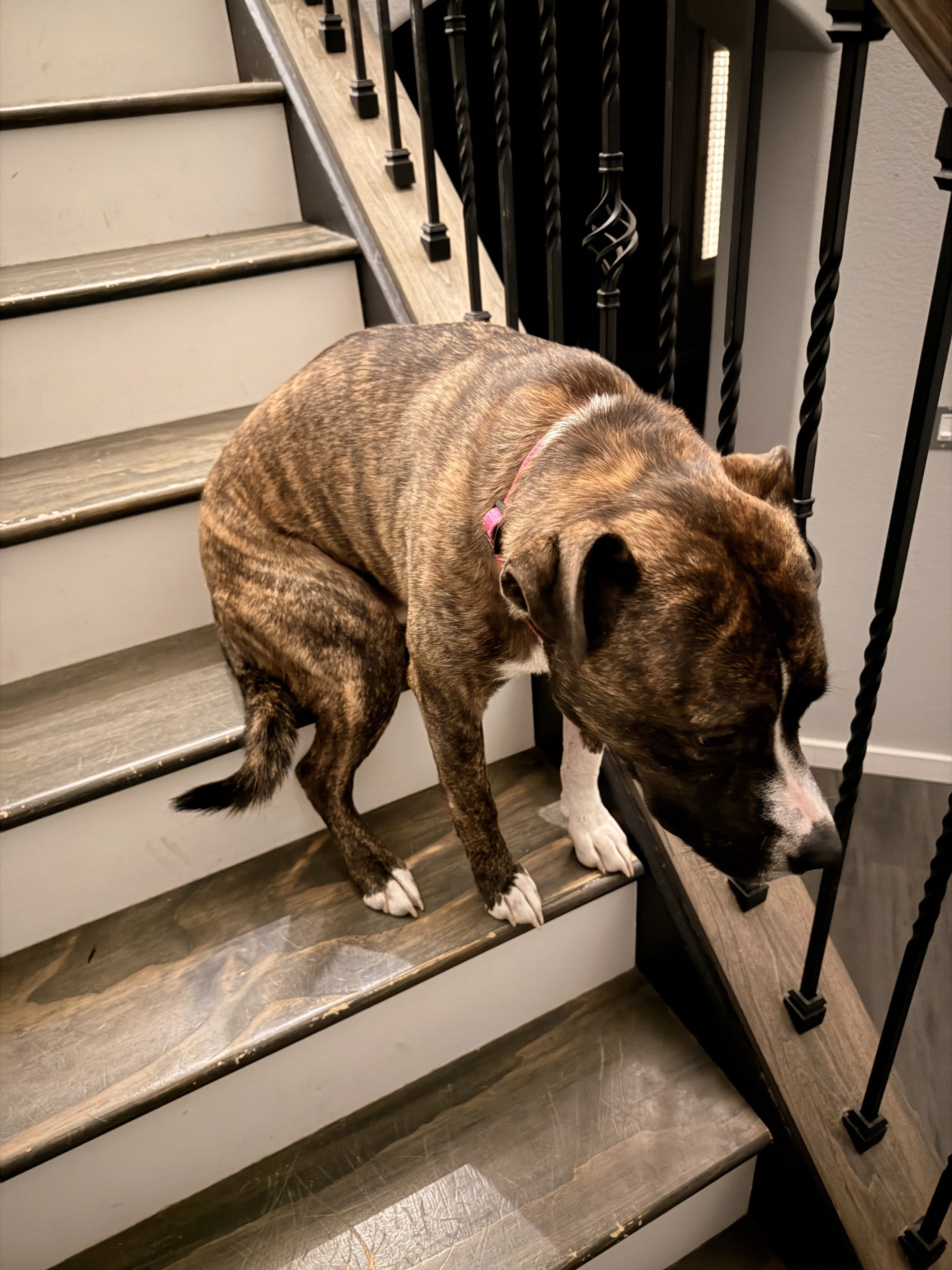 Lost pet-2