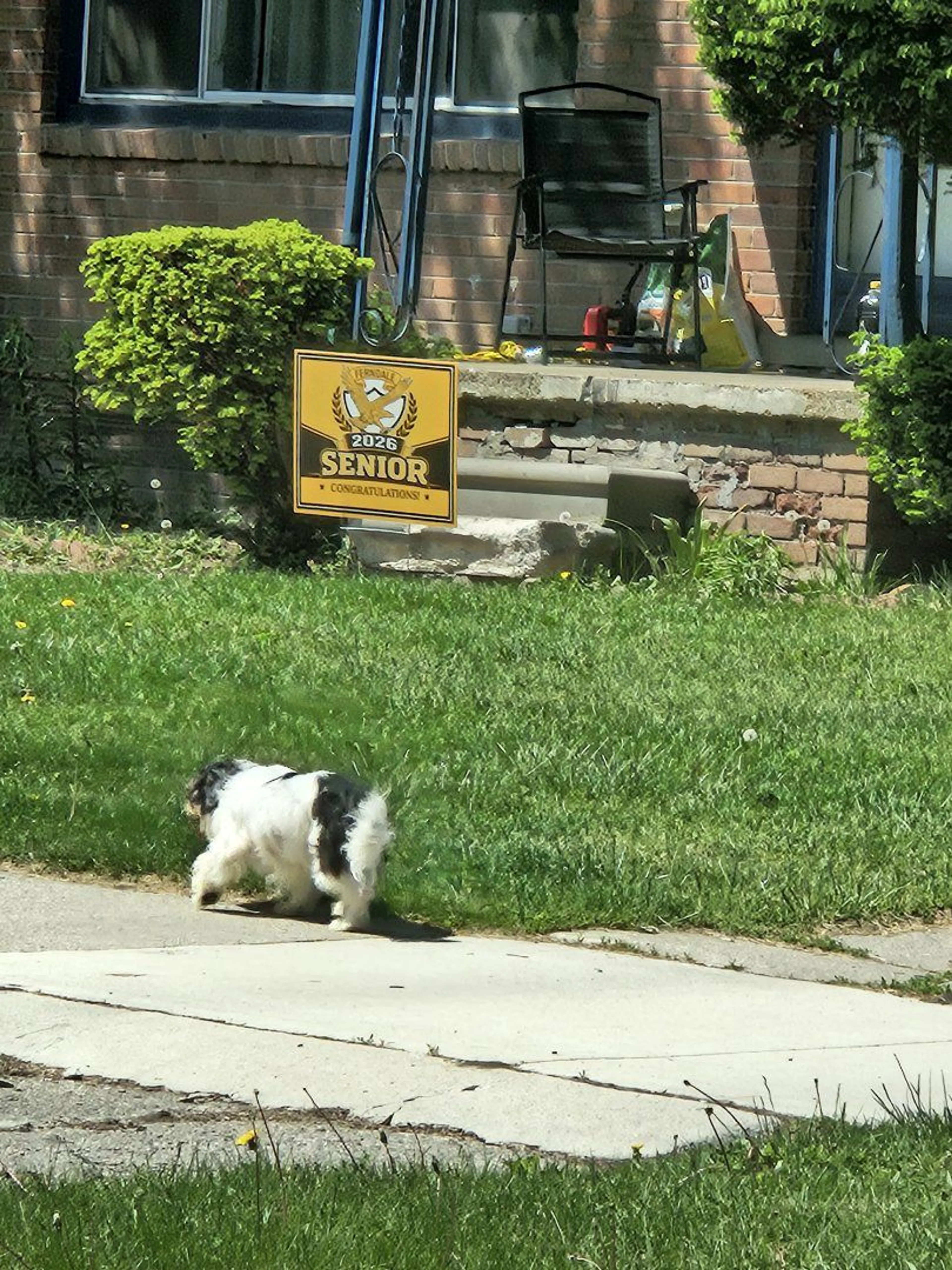 Lost pet-1