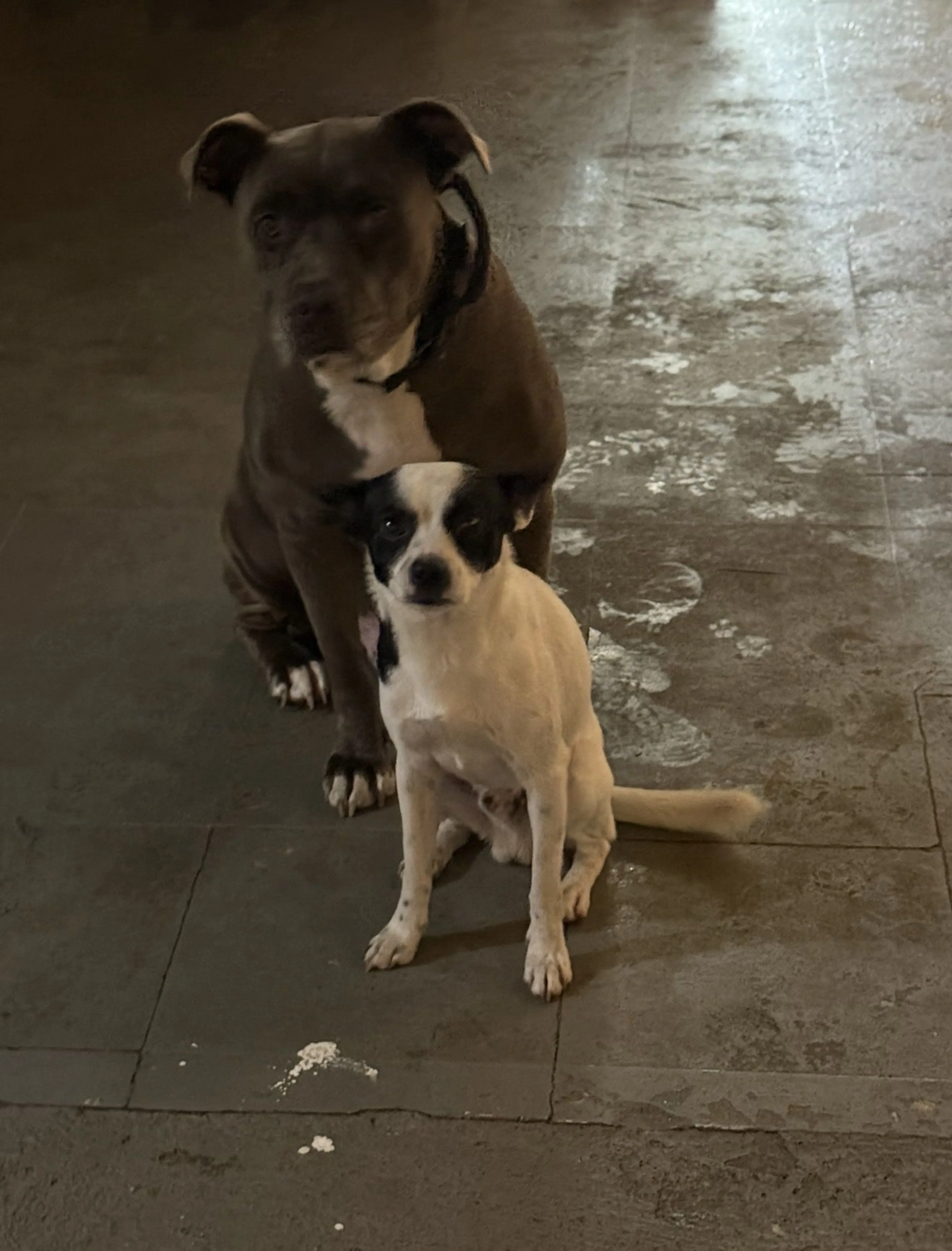 Lost pet